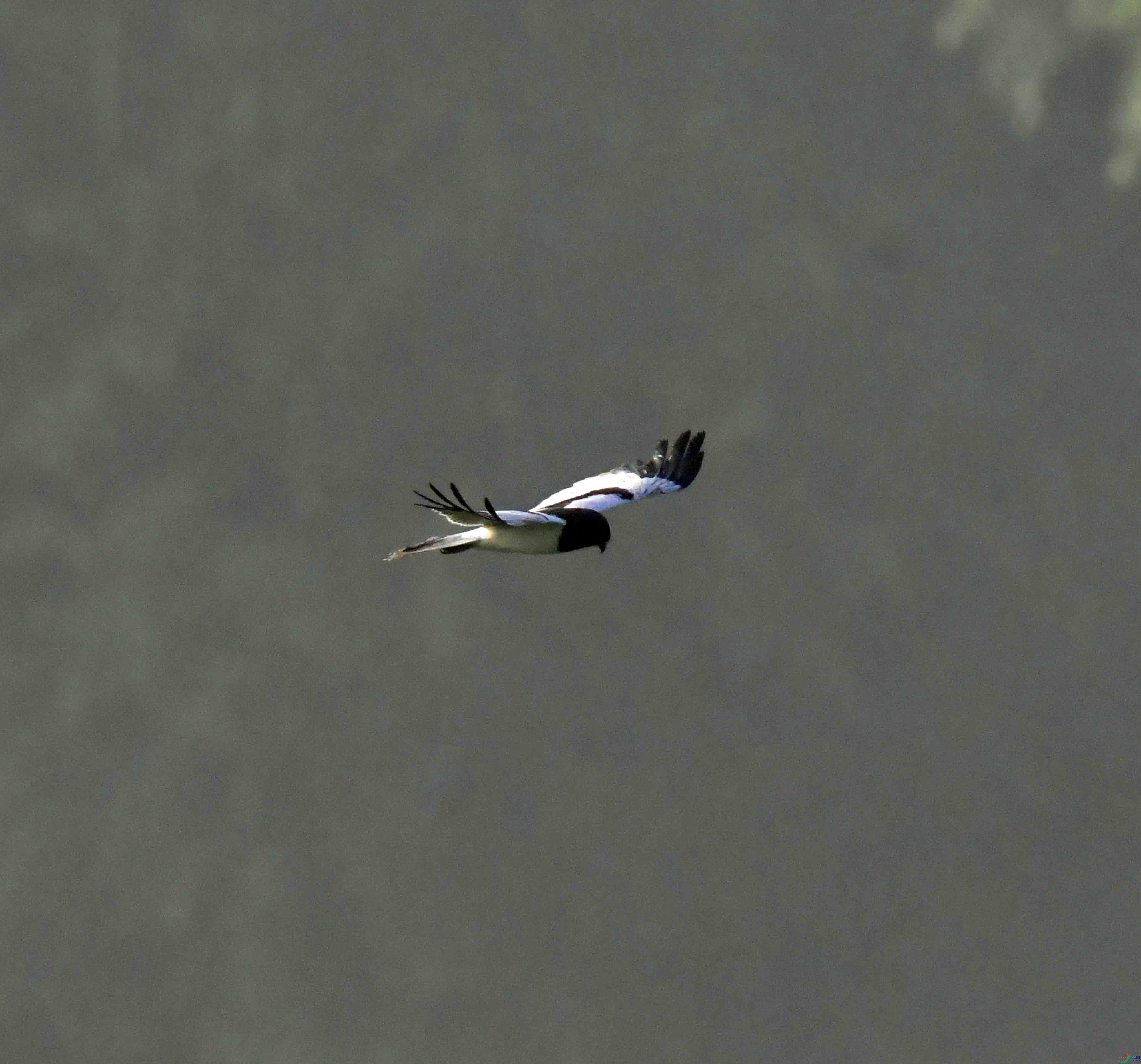 DSC_0905.JPG