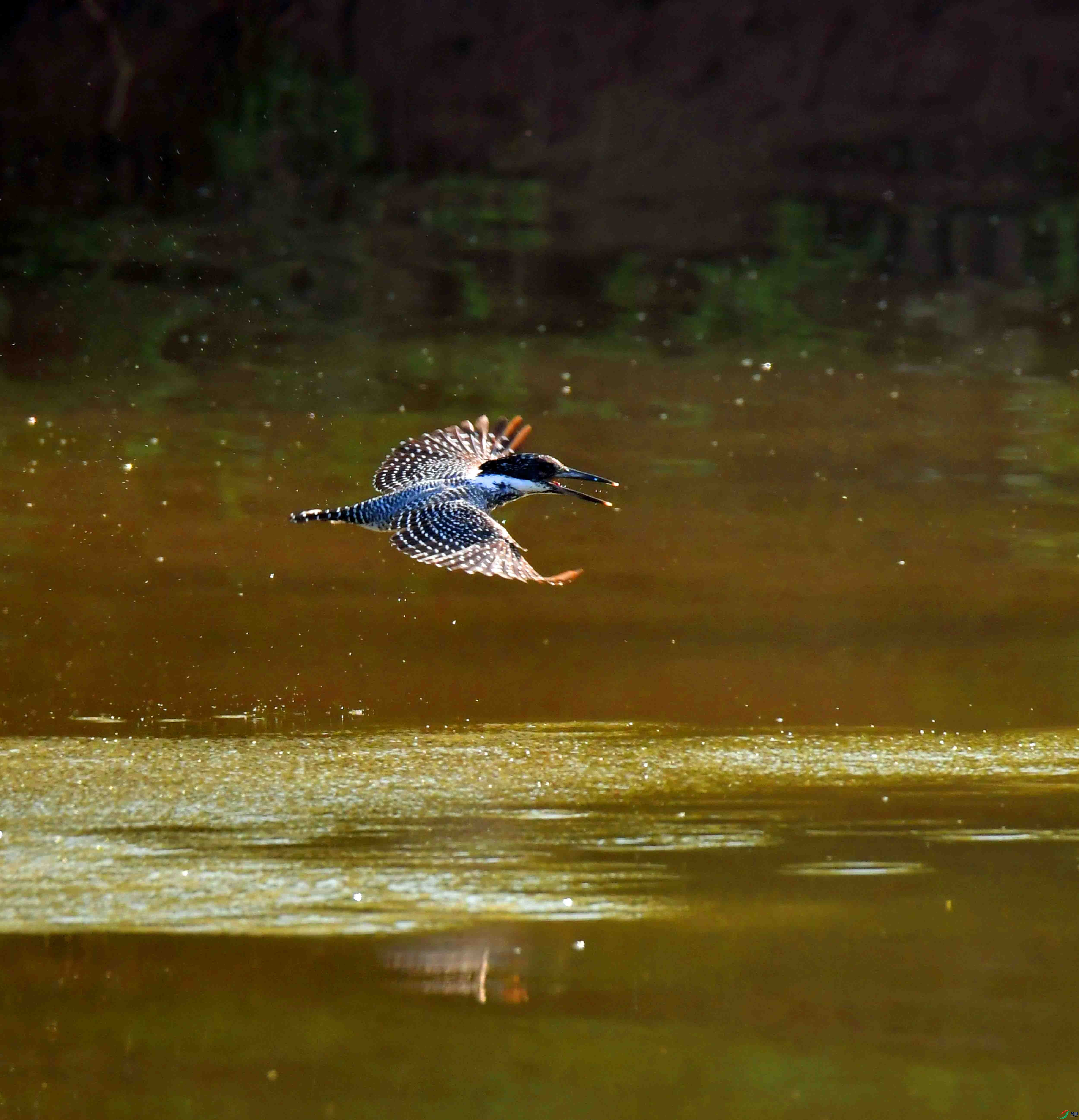 DSC_5512.JPG