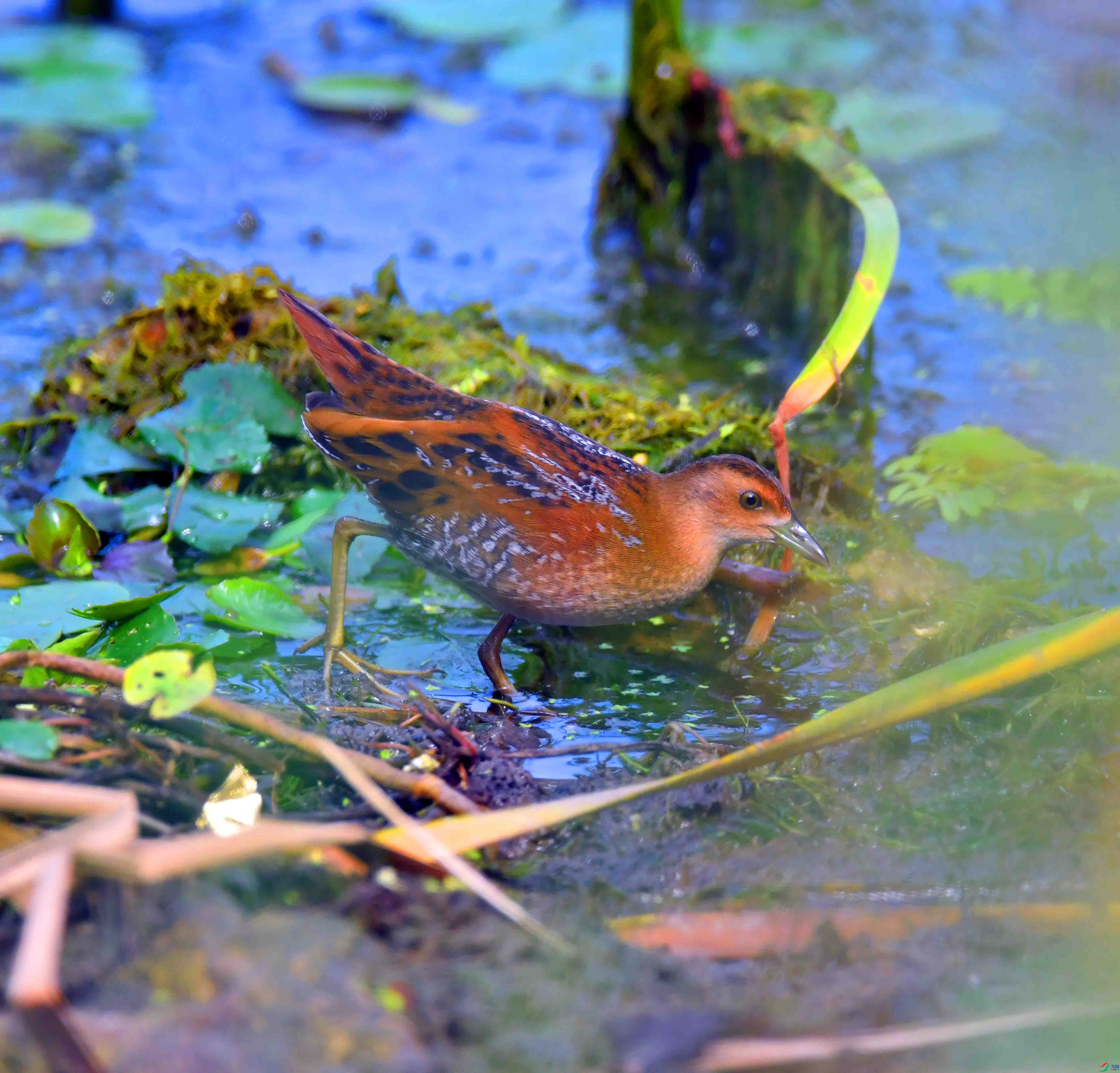 DSC_8068.JPG