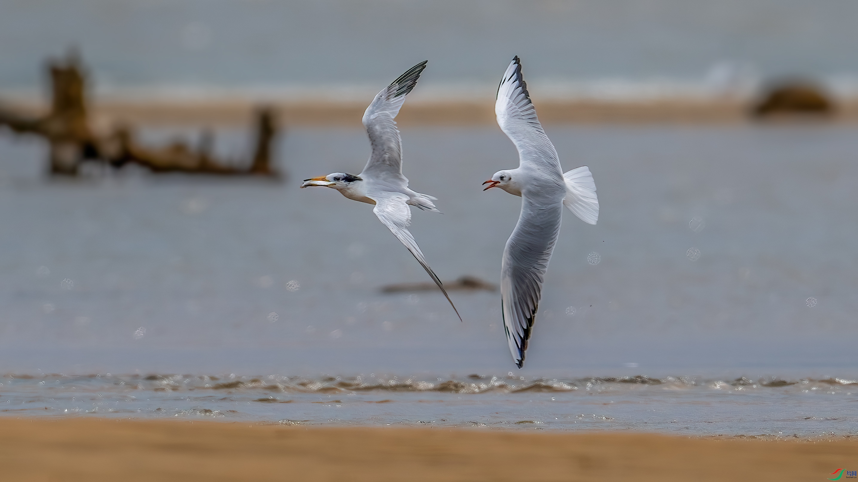 DSC_1156-����ǿ-NR-1.jpg