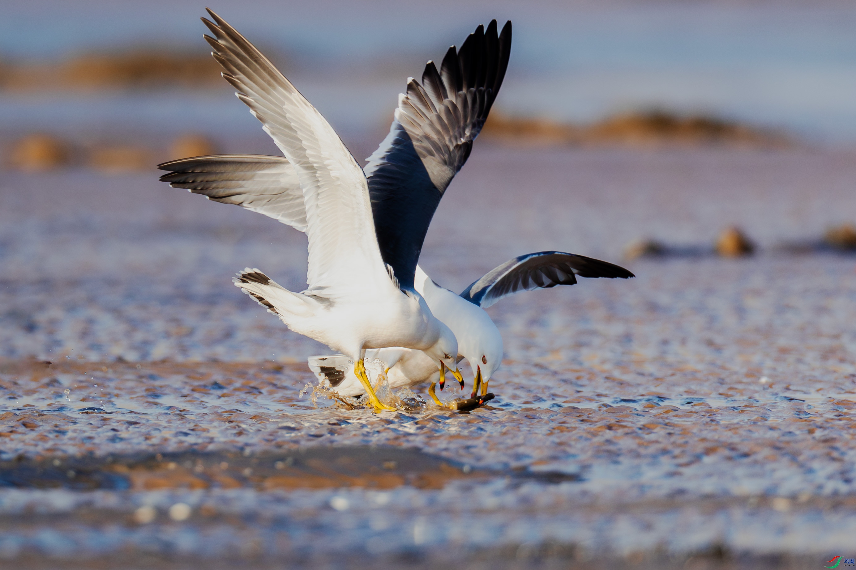 A40I8314-1��.jpg
