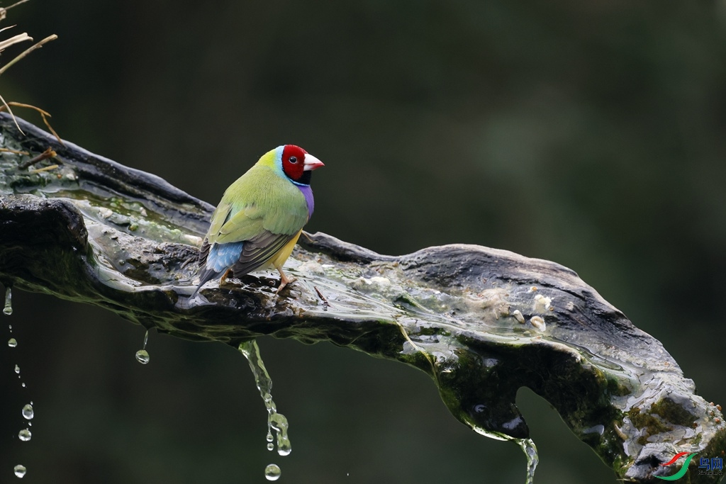 �߲�����