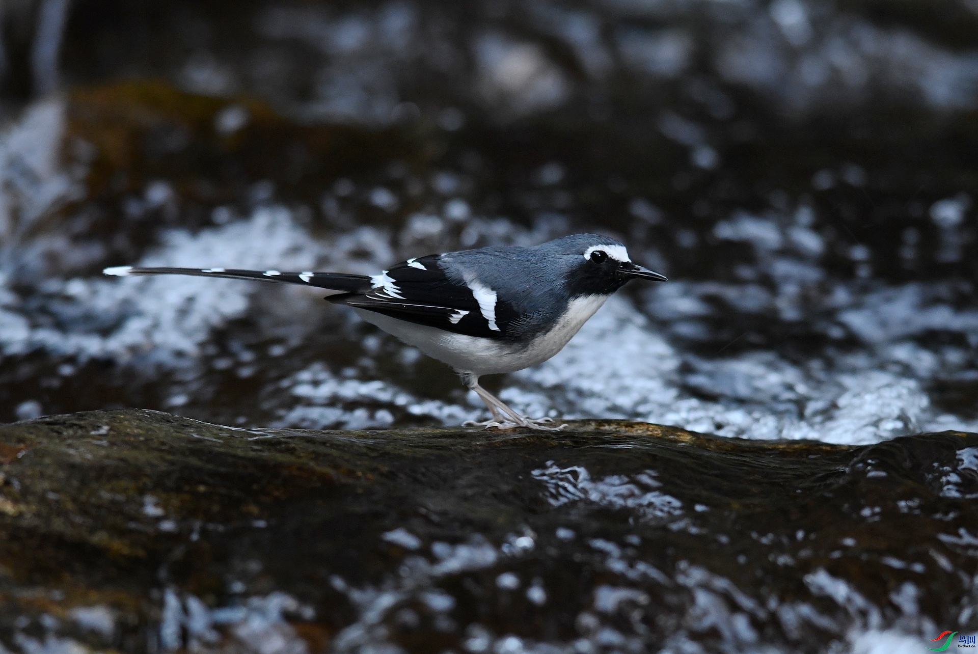 DSC_6032.jpg
