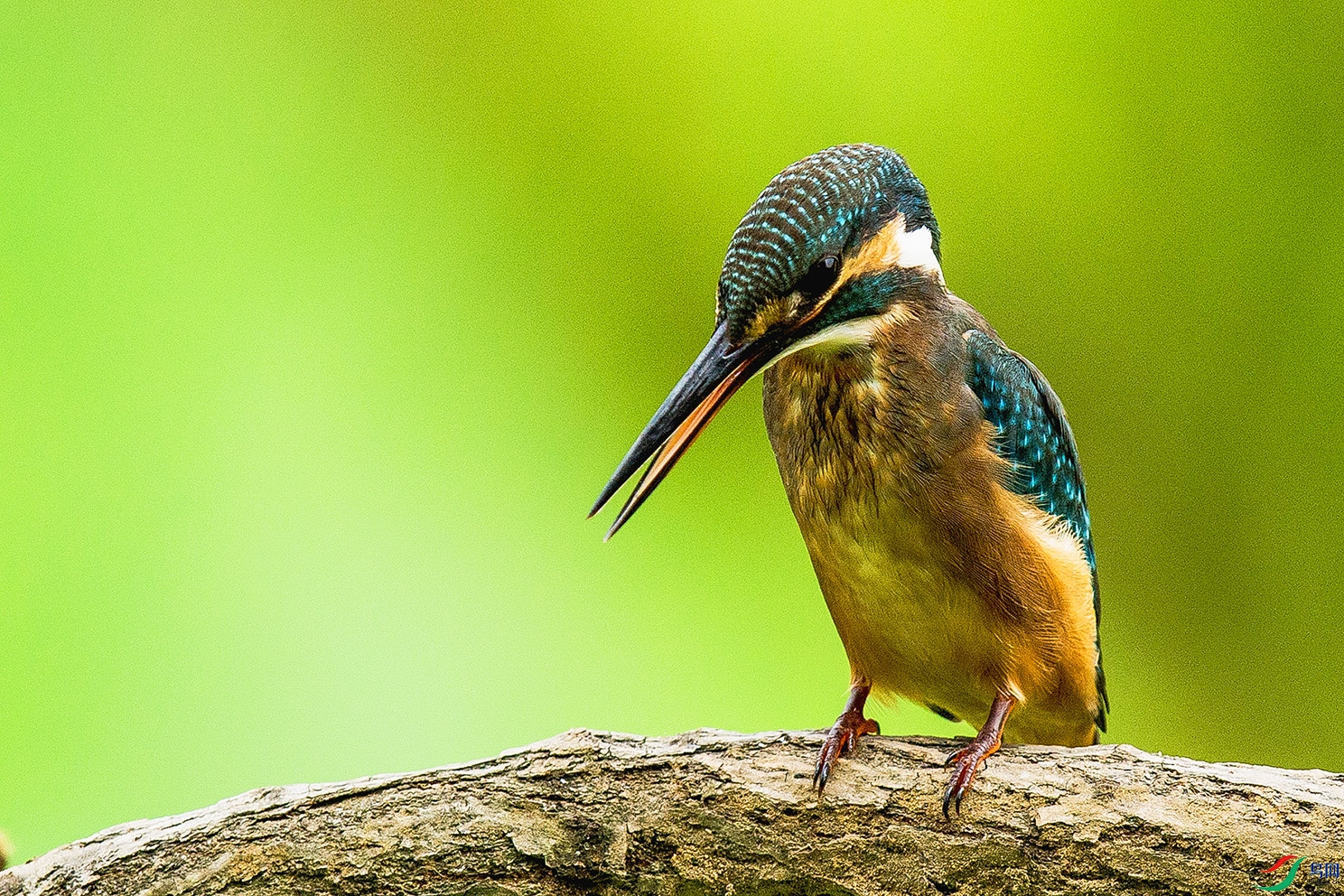 _MG_0345 ����.jpg