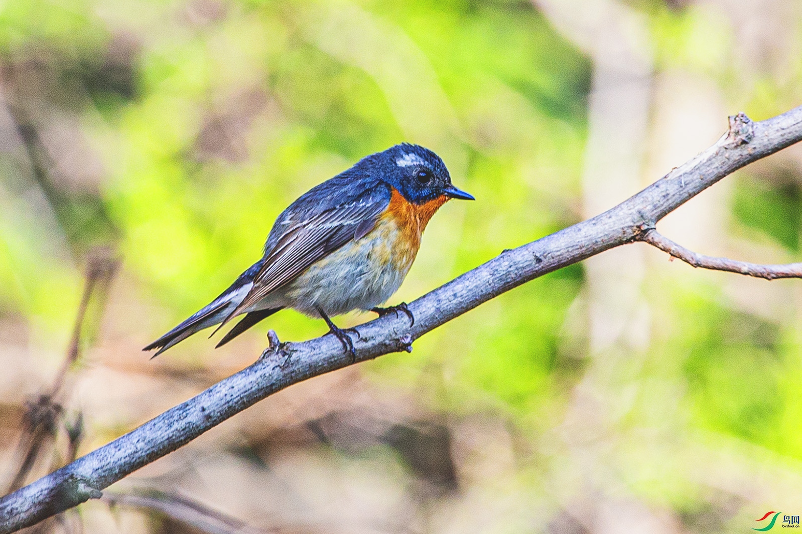 _MG_1353 ����.jpg