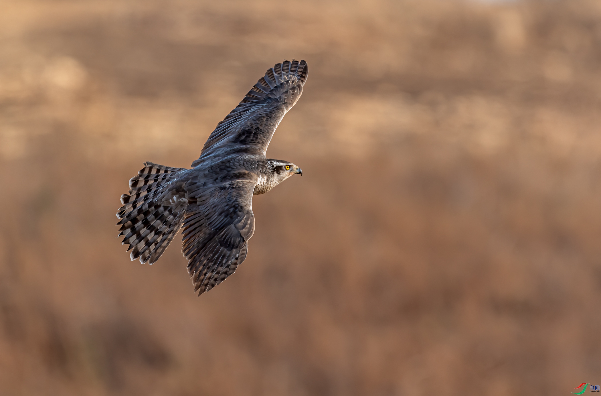 DSC_4047-11.jpg