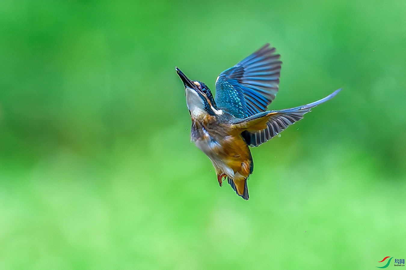 DSC_0346b.jpg