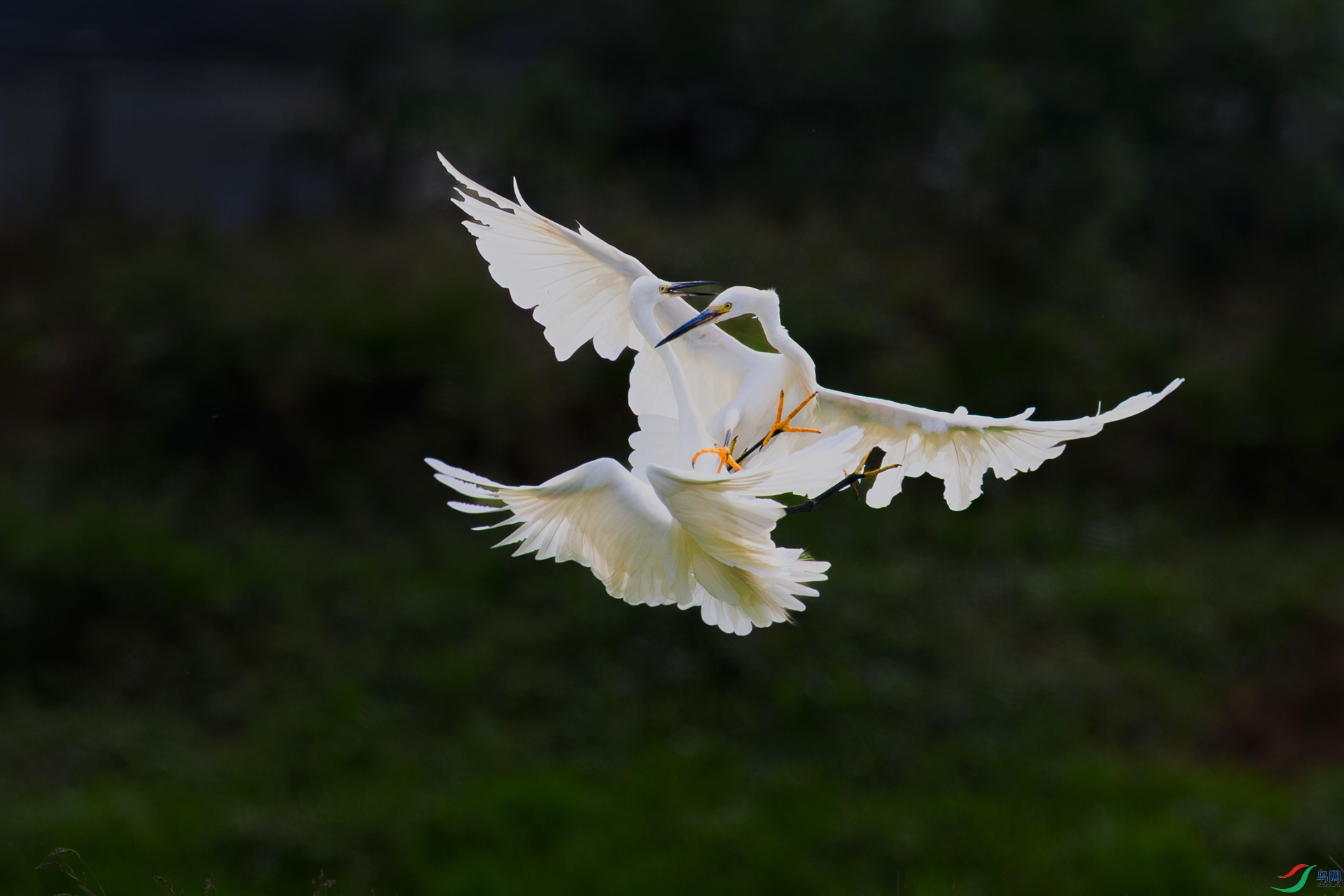 1I9A4811-1ab (1).jpg