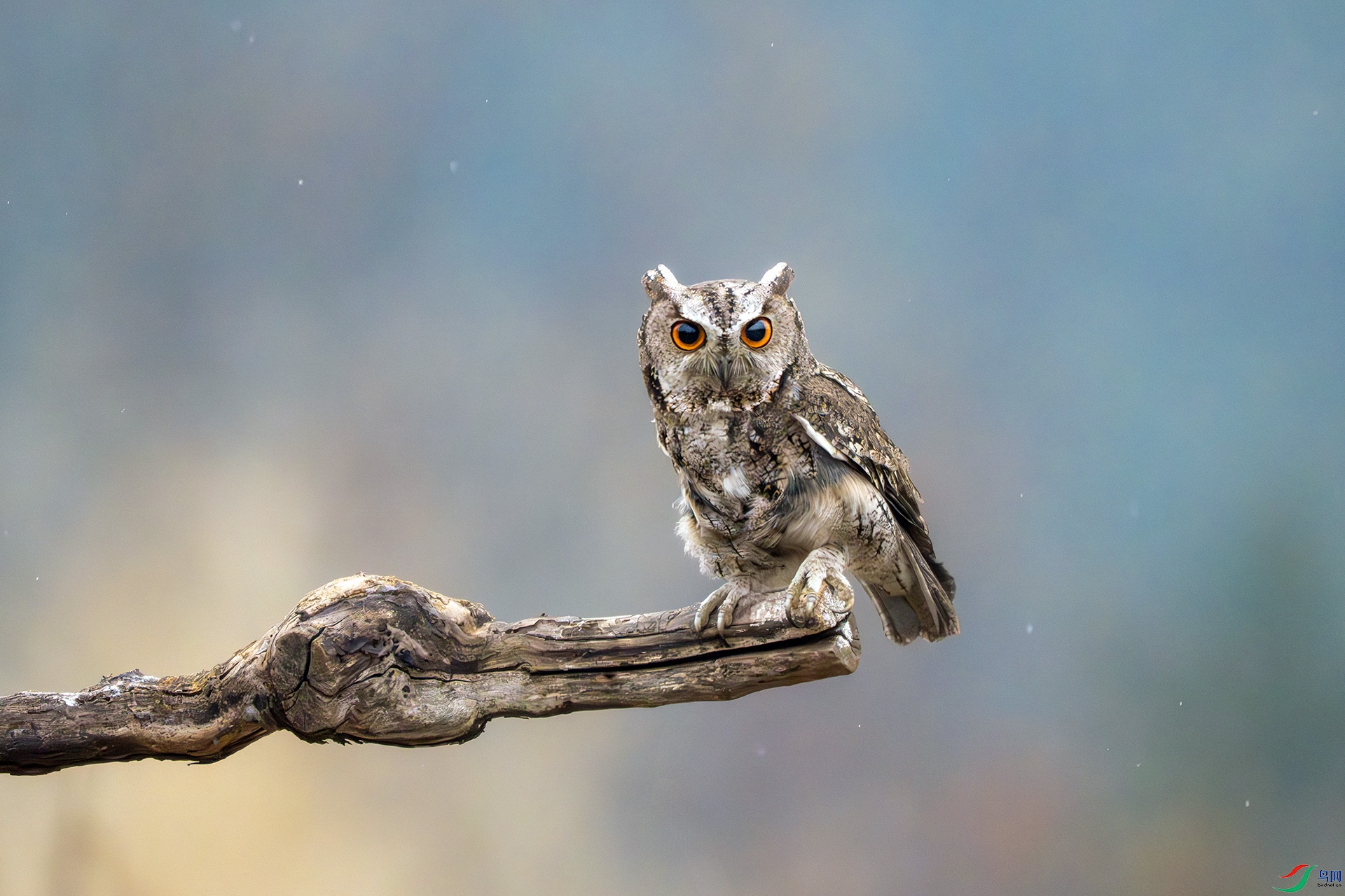 DSC07131-����ǿ-NR ���� 2.jpg