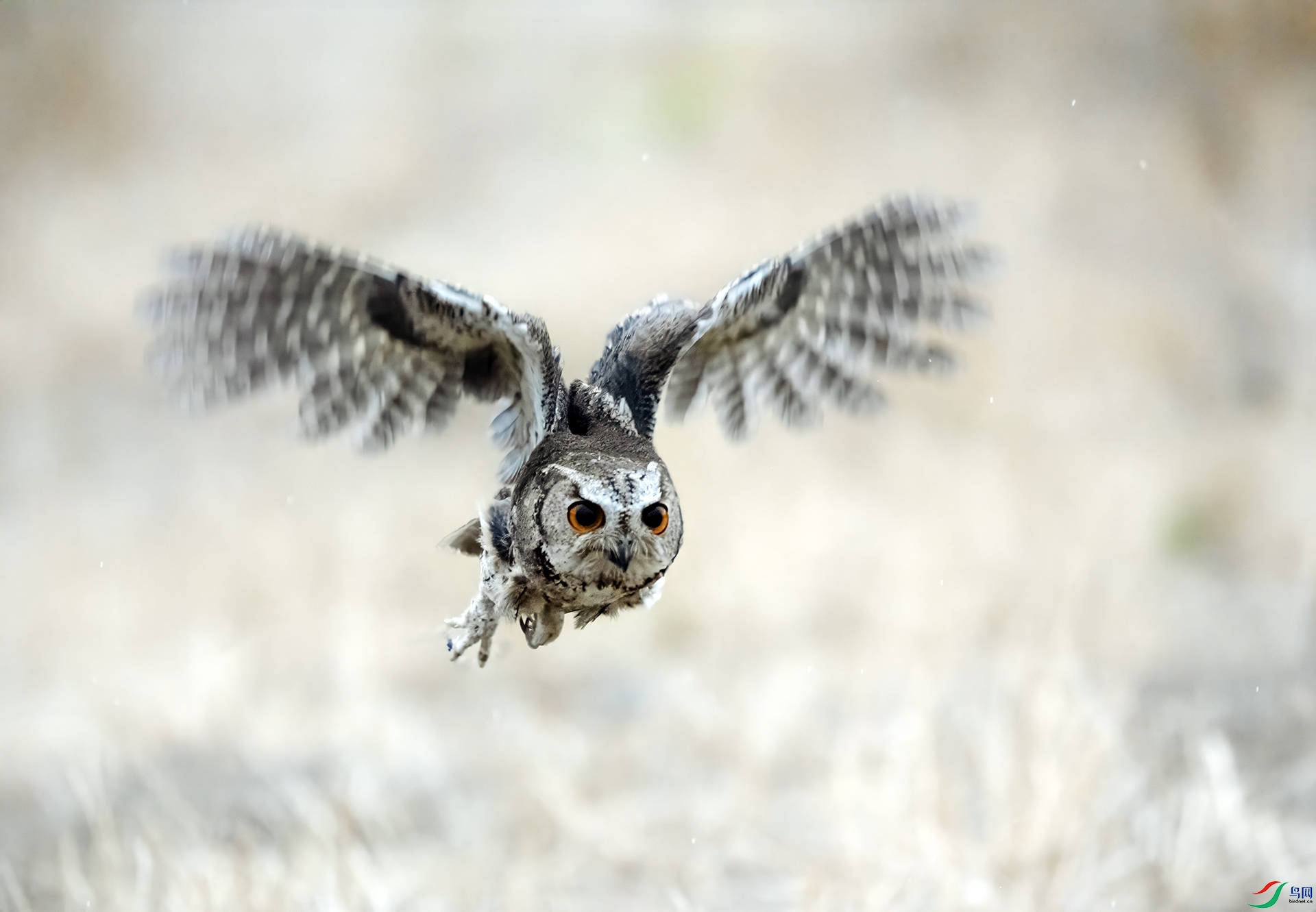 DSC07239 ����.jpg