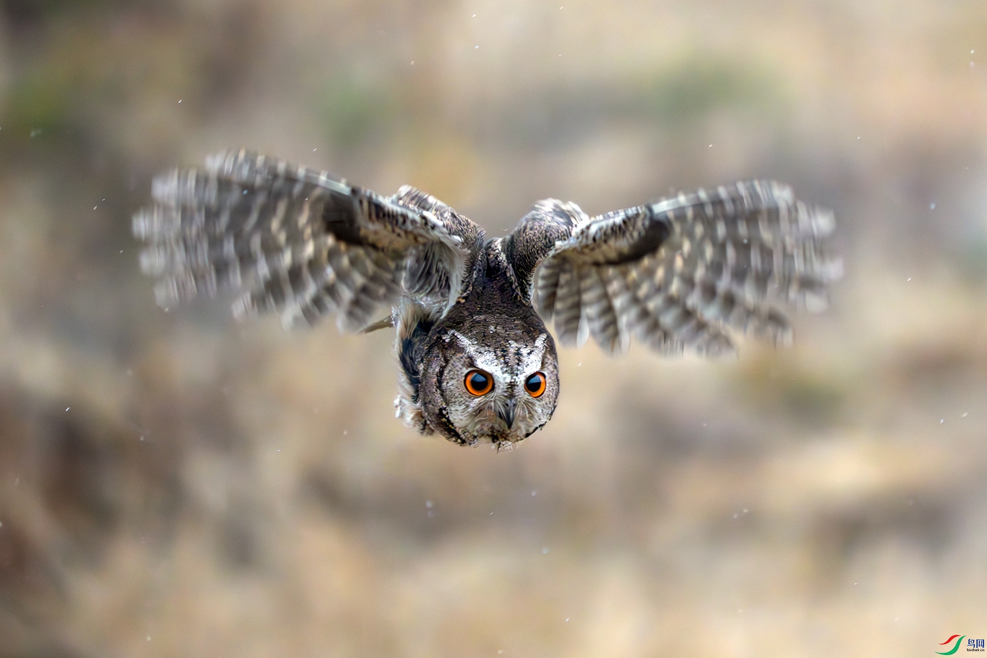 DSC07430-����ǿ-NR ���� 2.jpg