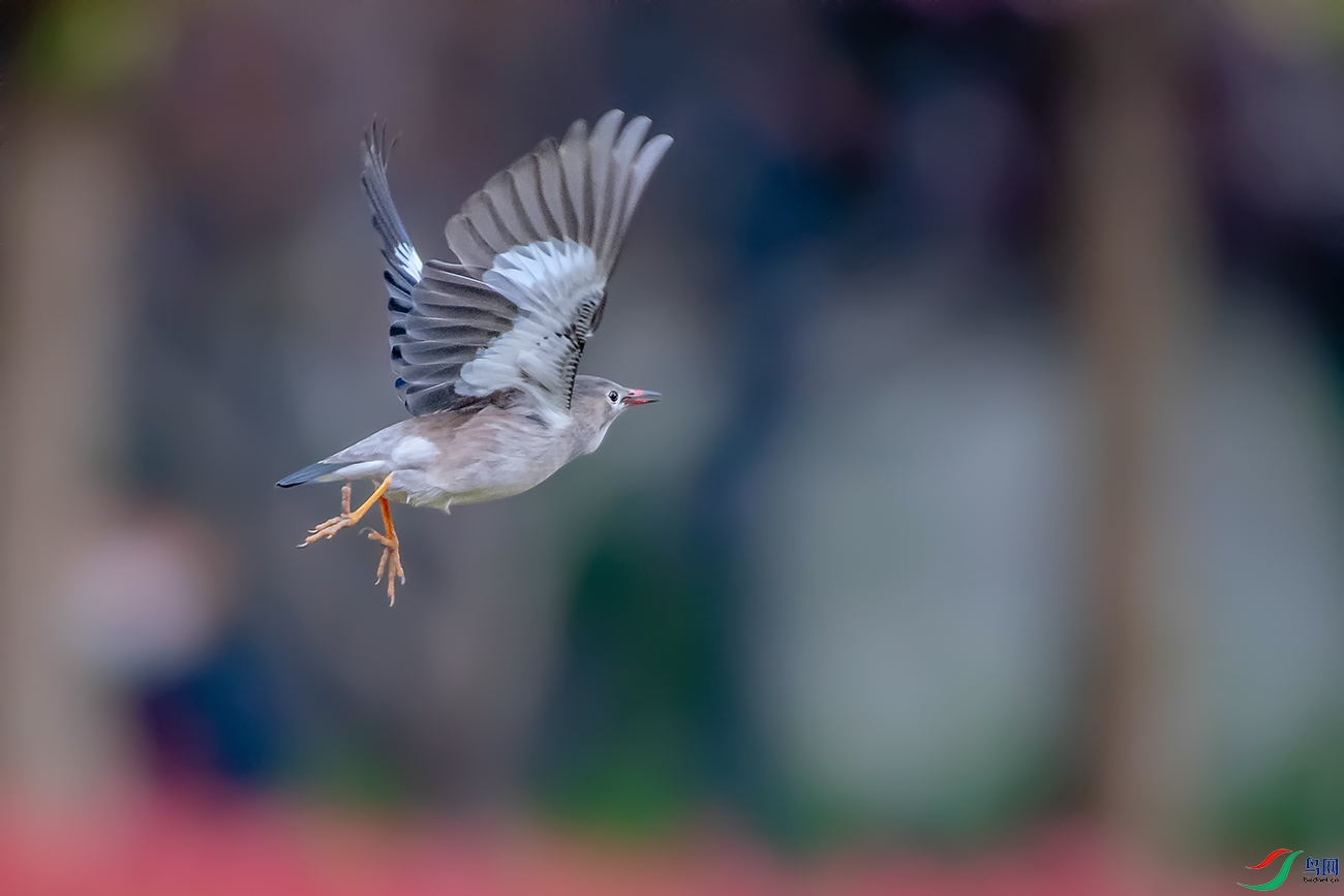 DSC_9487A.jpg