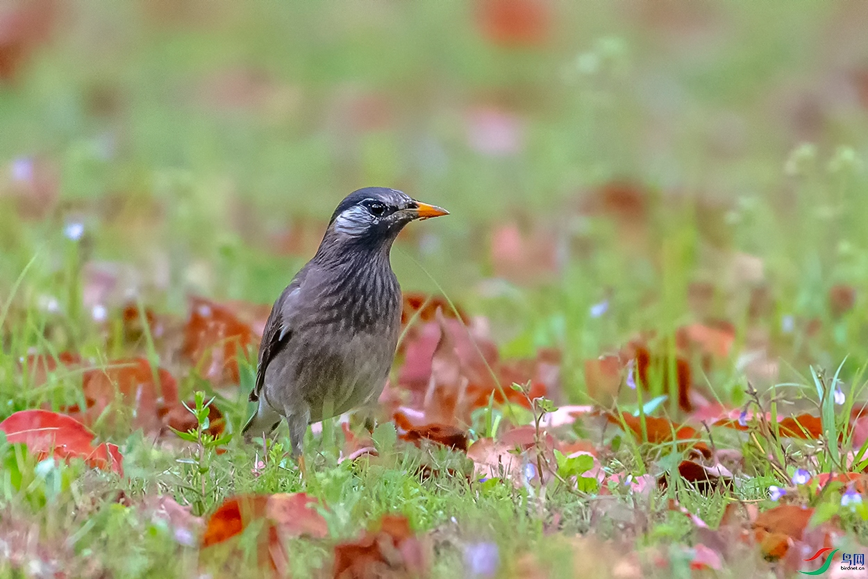 DSC_9533A.jpg
