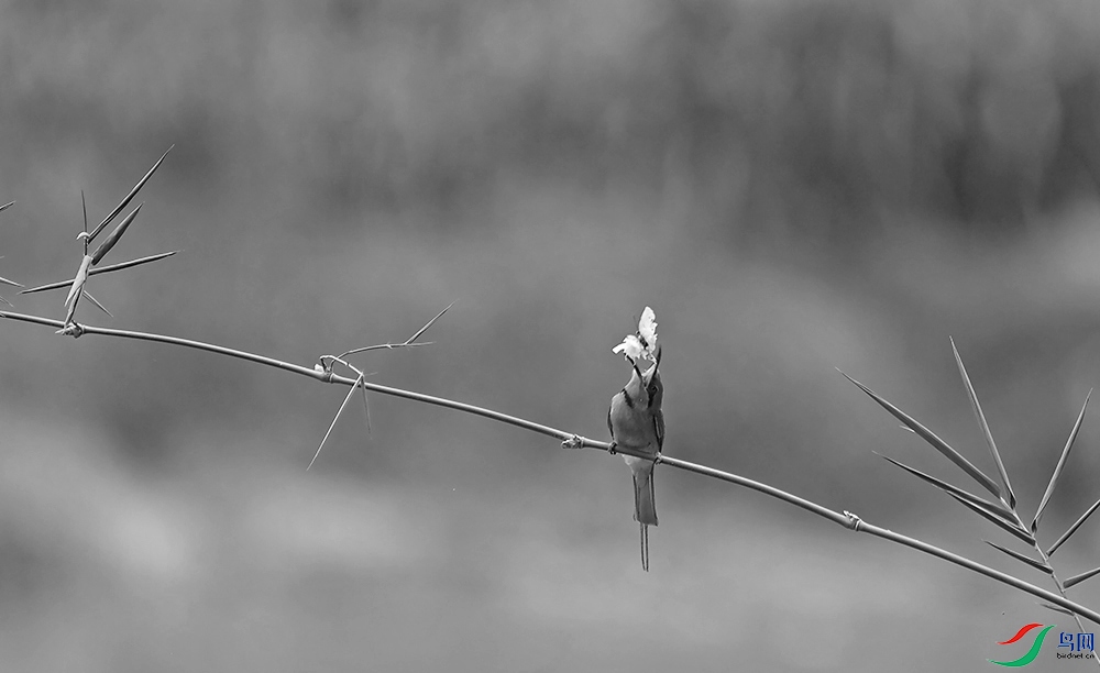 DSCF0176.1.jpg