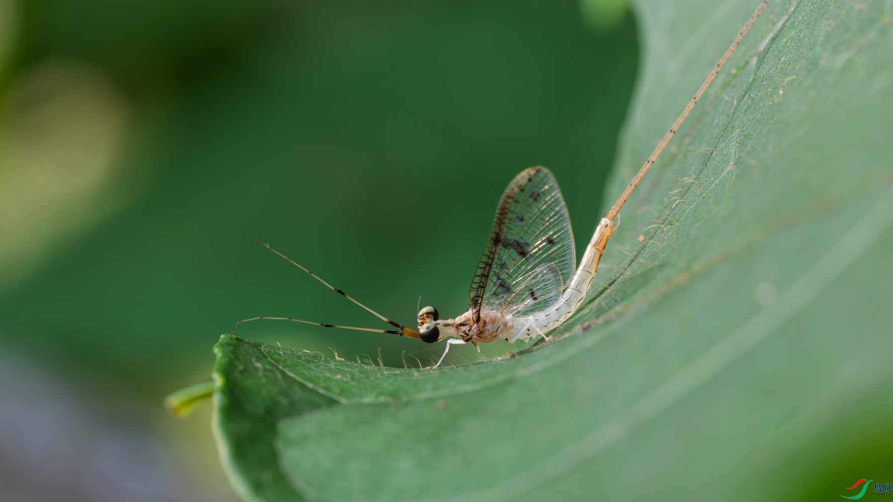 DSC_7710_1.JPG