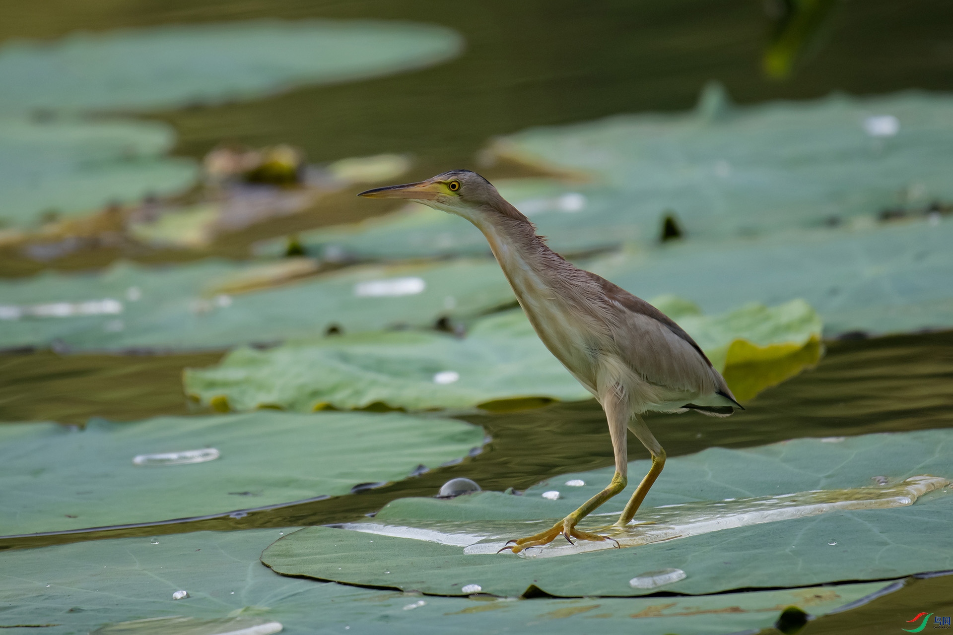 DSC_8310-20230727�� .jpg