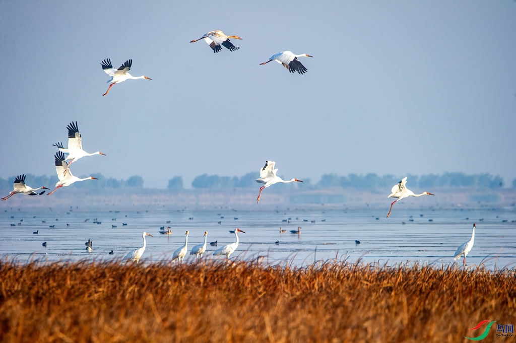 DSC_4453 ����_����.jpg