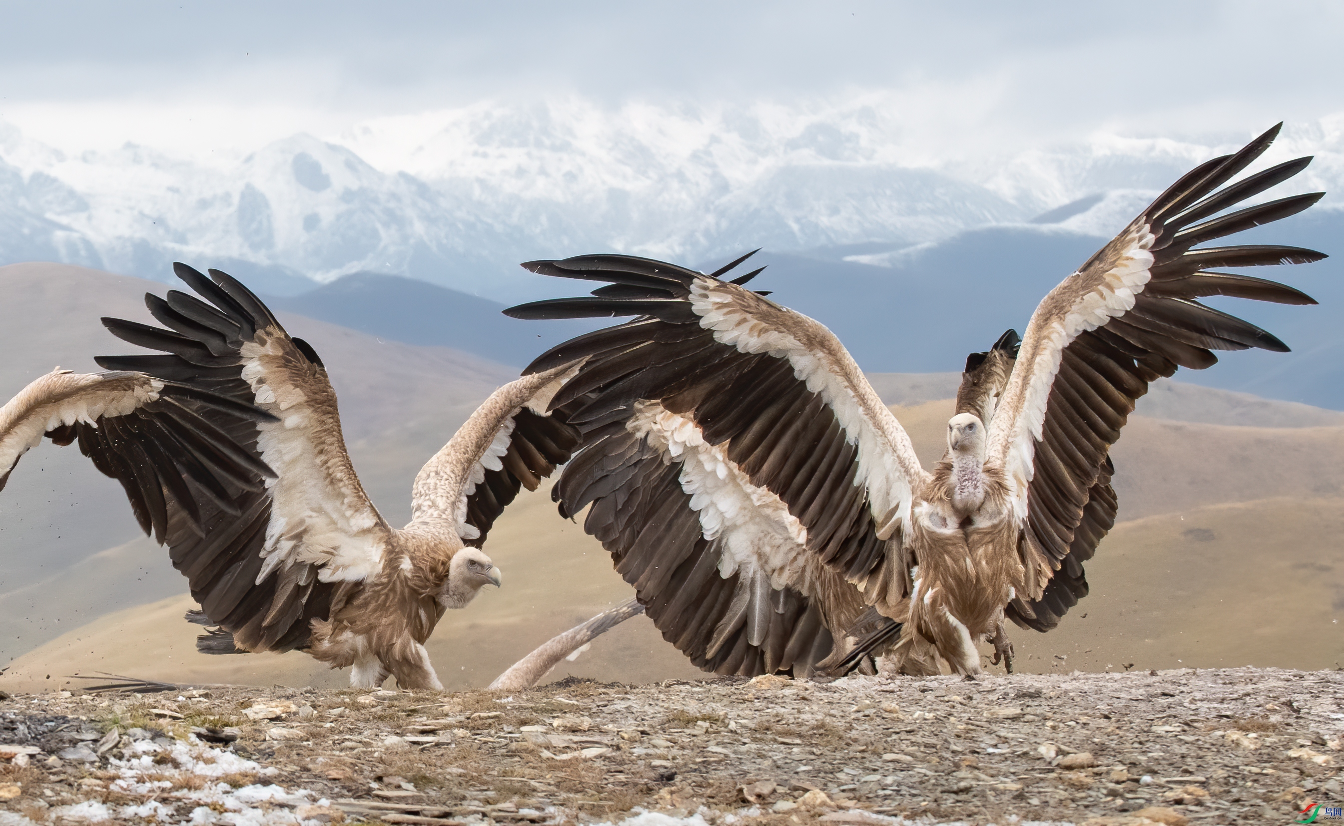 DSC_3505-1.jpg