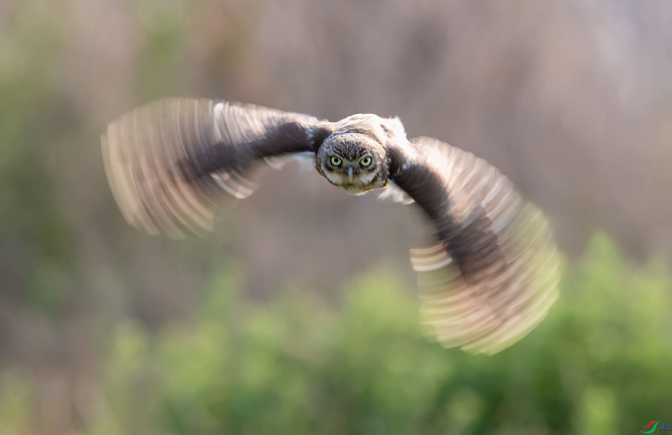 ���Ƹ�С�^