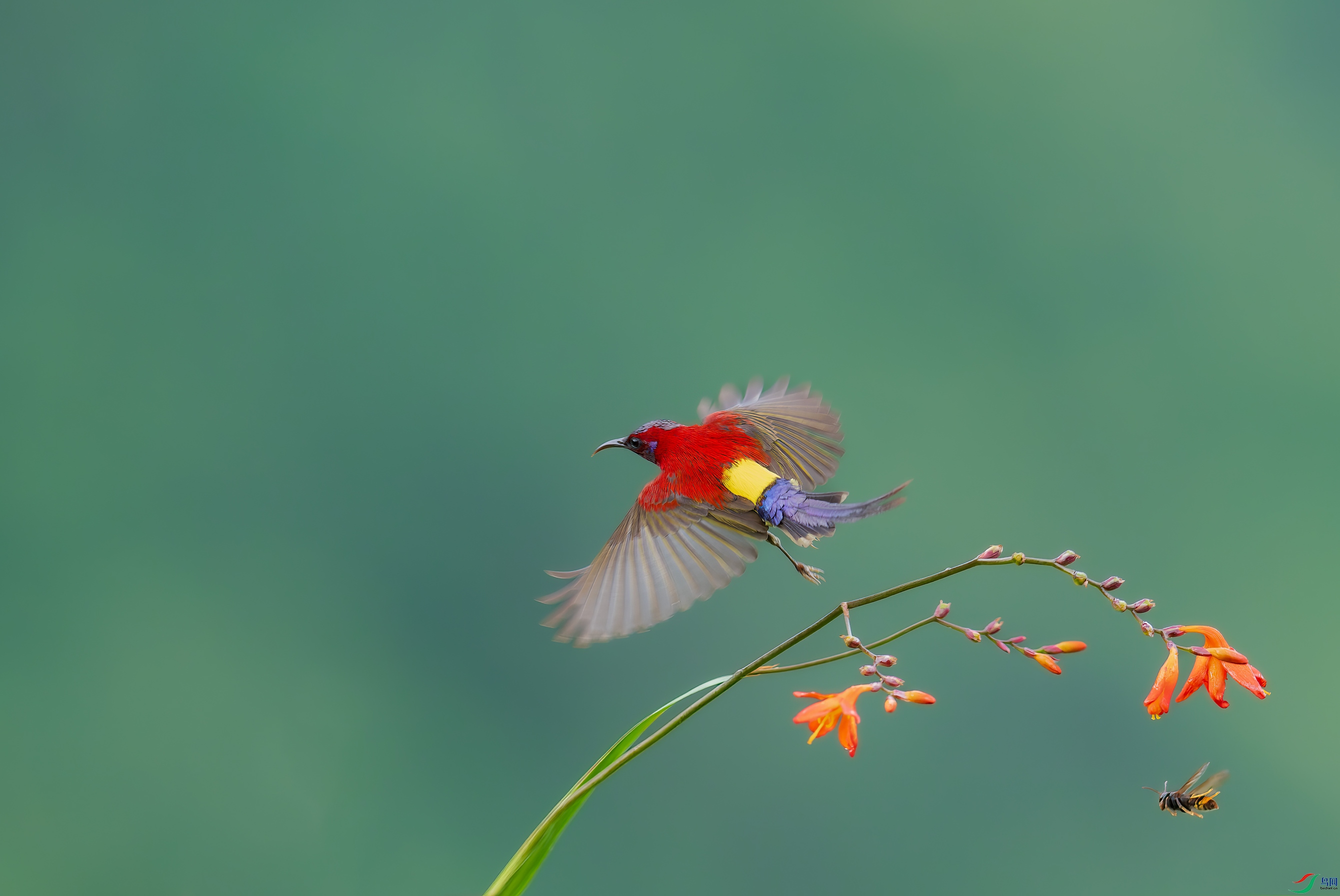 DSC_0429-NEF.jpg
