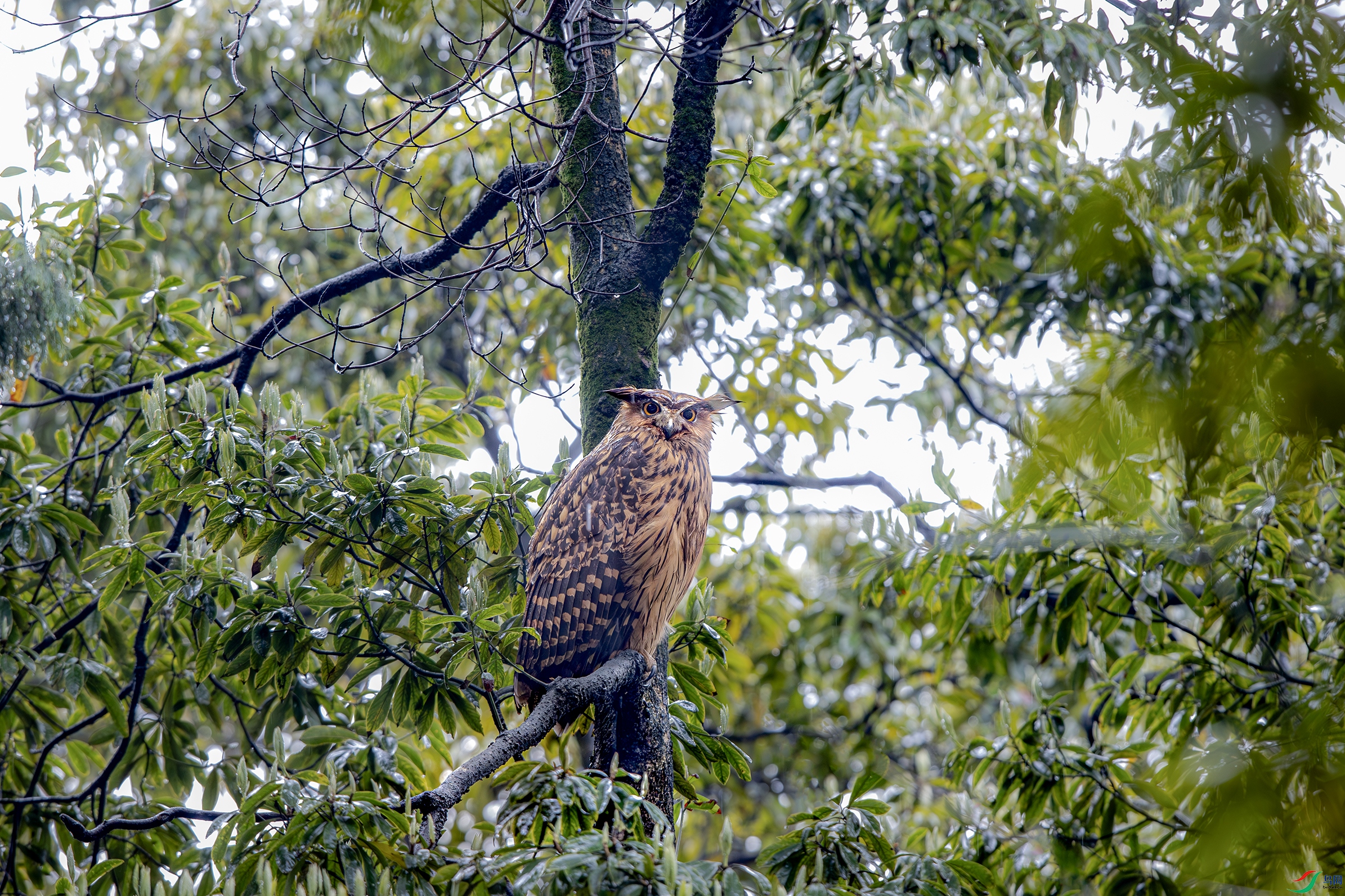 A15I8521-����ǿ-NR ����.jpg