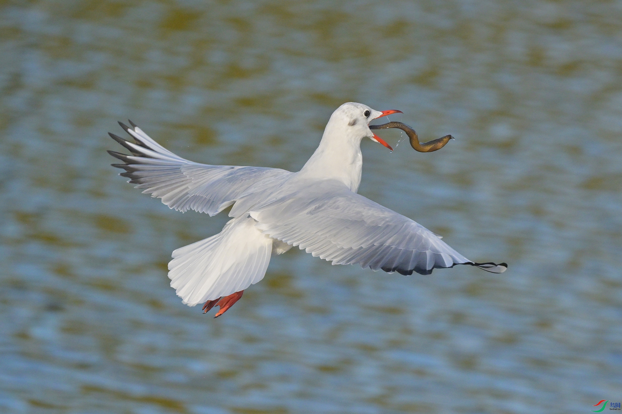 DSC_4507.jpg