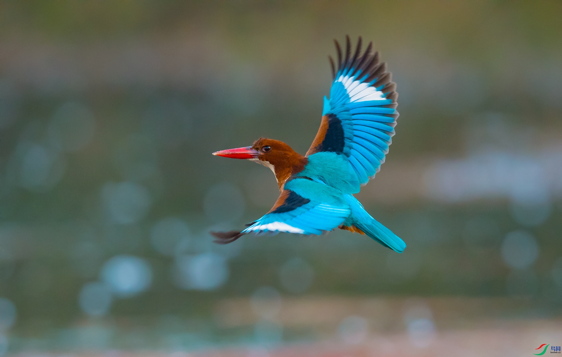 DSC_�������-1 - ����.jpg