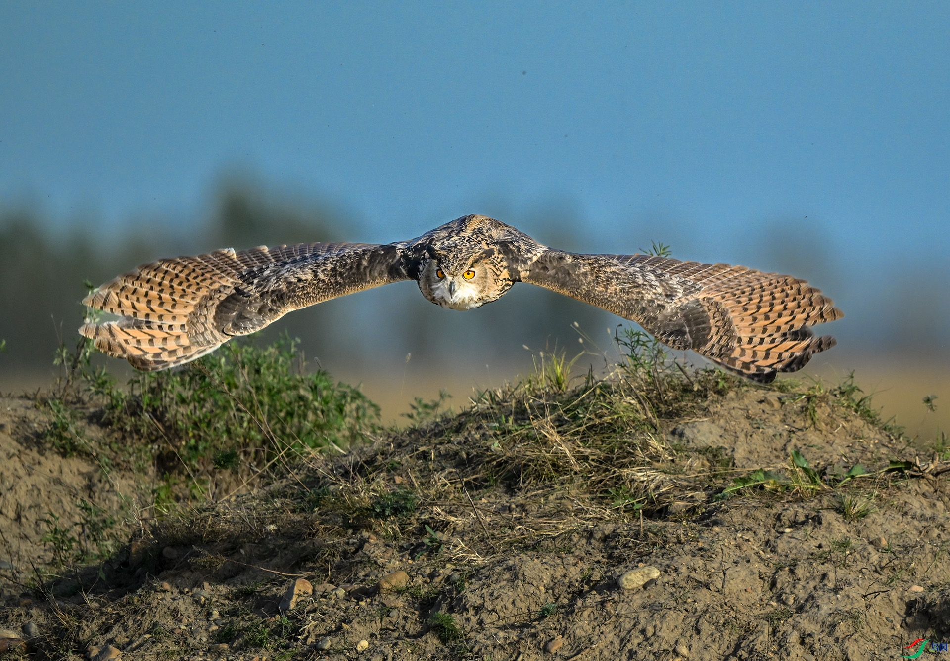 ������Ӱ