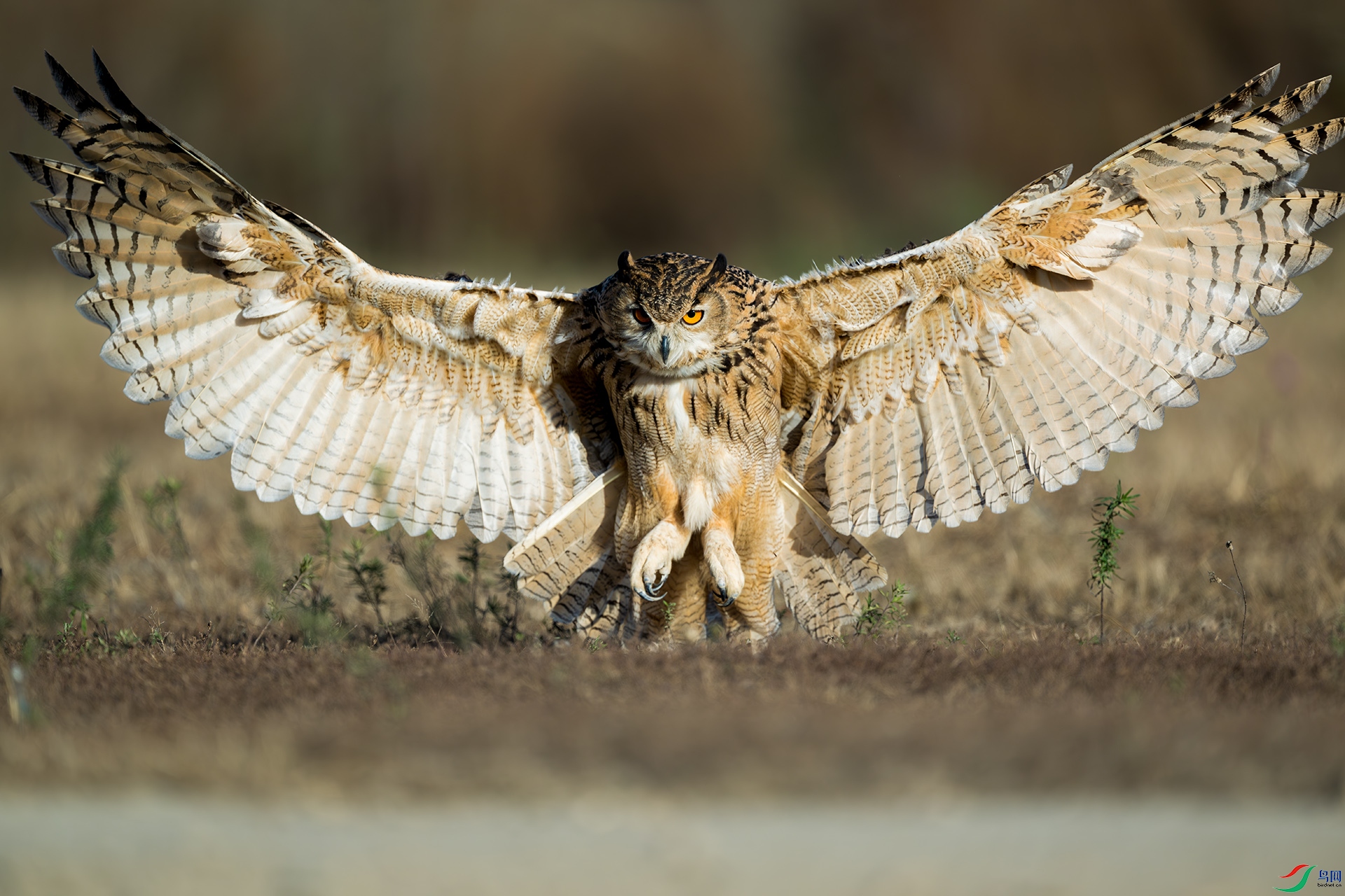 ������Ӱ