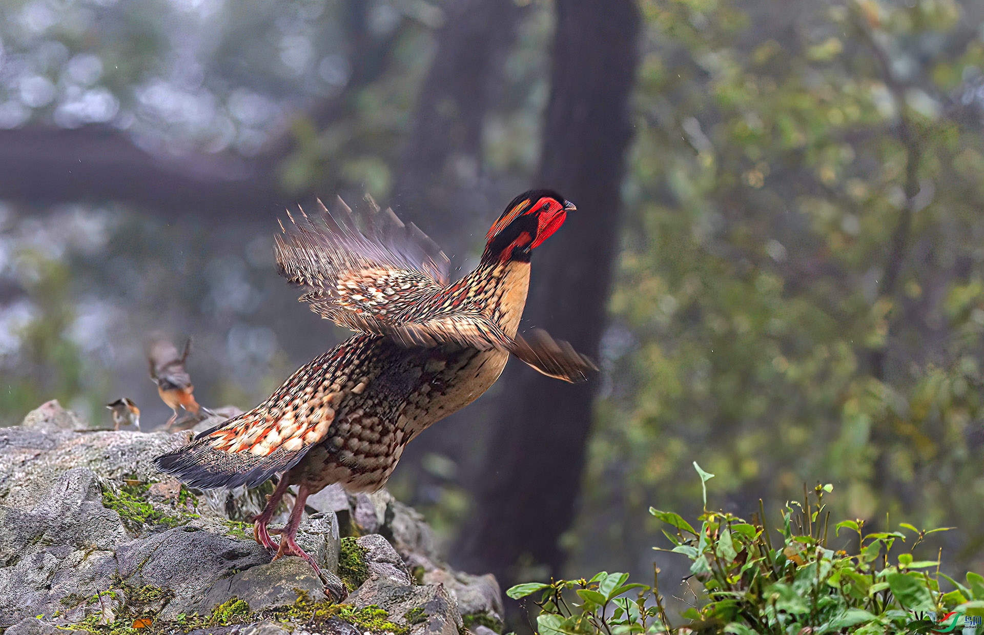 060A1197 ����-Sha---1 .jpg