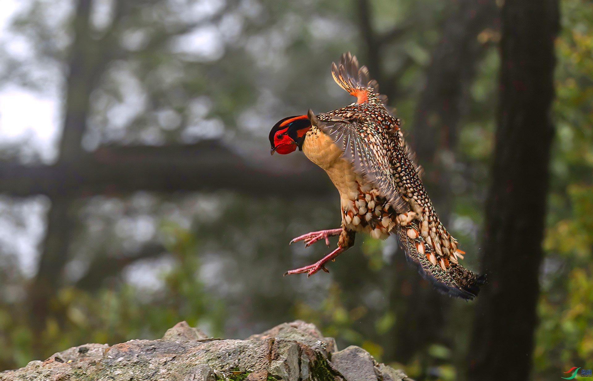 060A1593 ����-Sha---1 .jpg