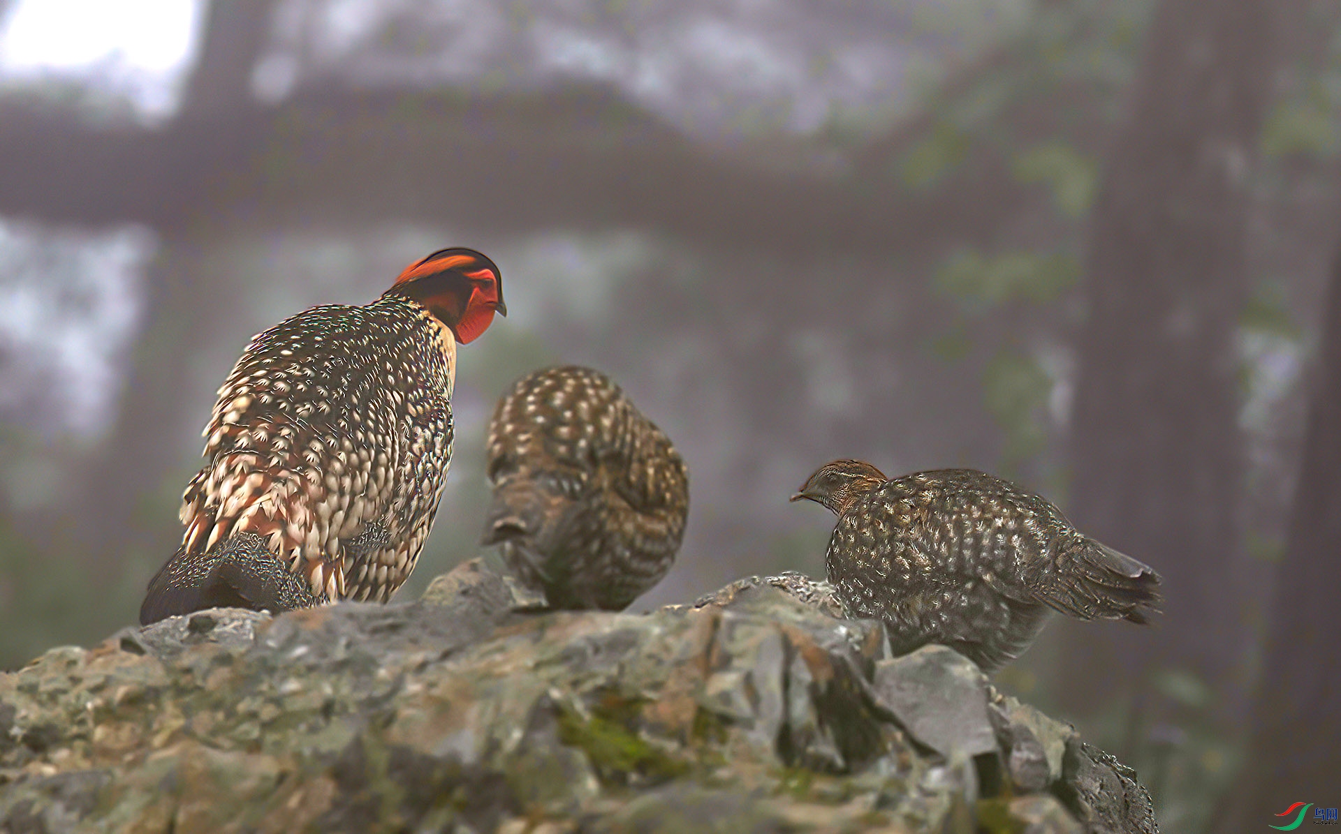 060A2653 ����-Sha--1 .jpg