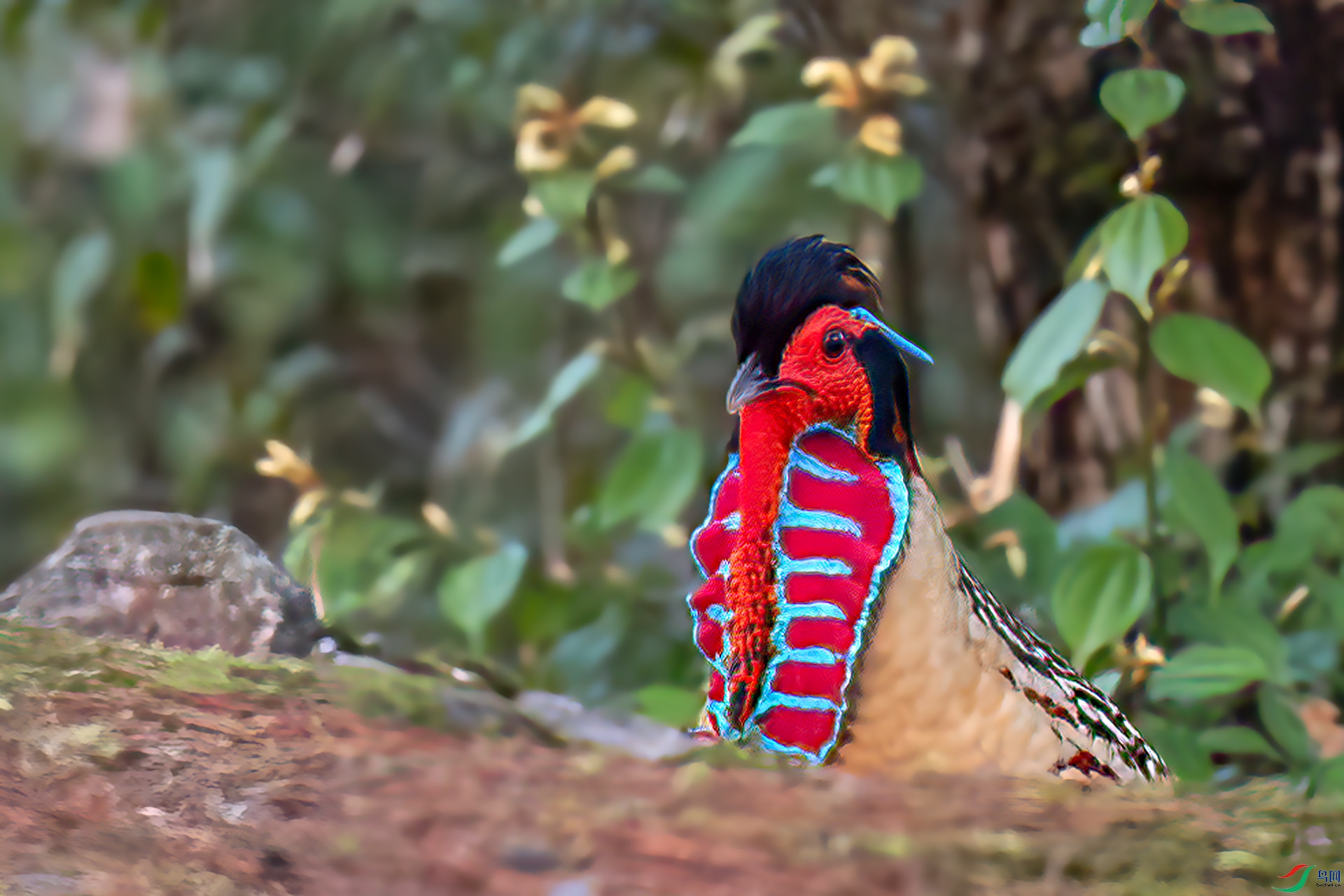 060A4023 ����-Sha----1 .jpg