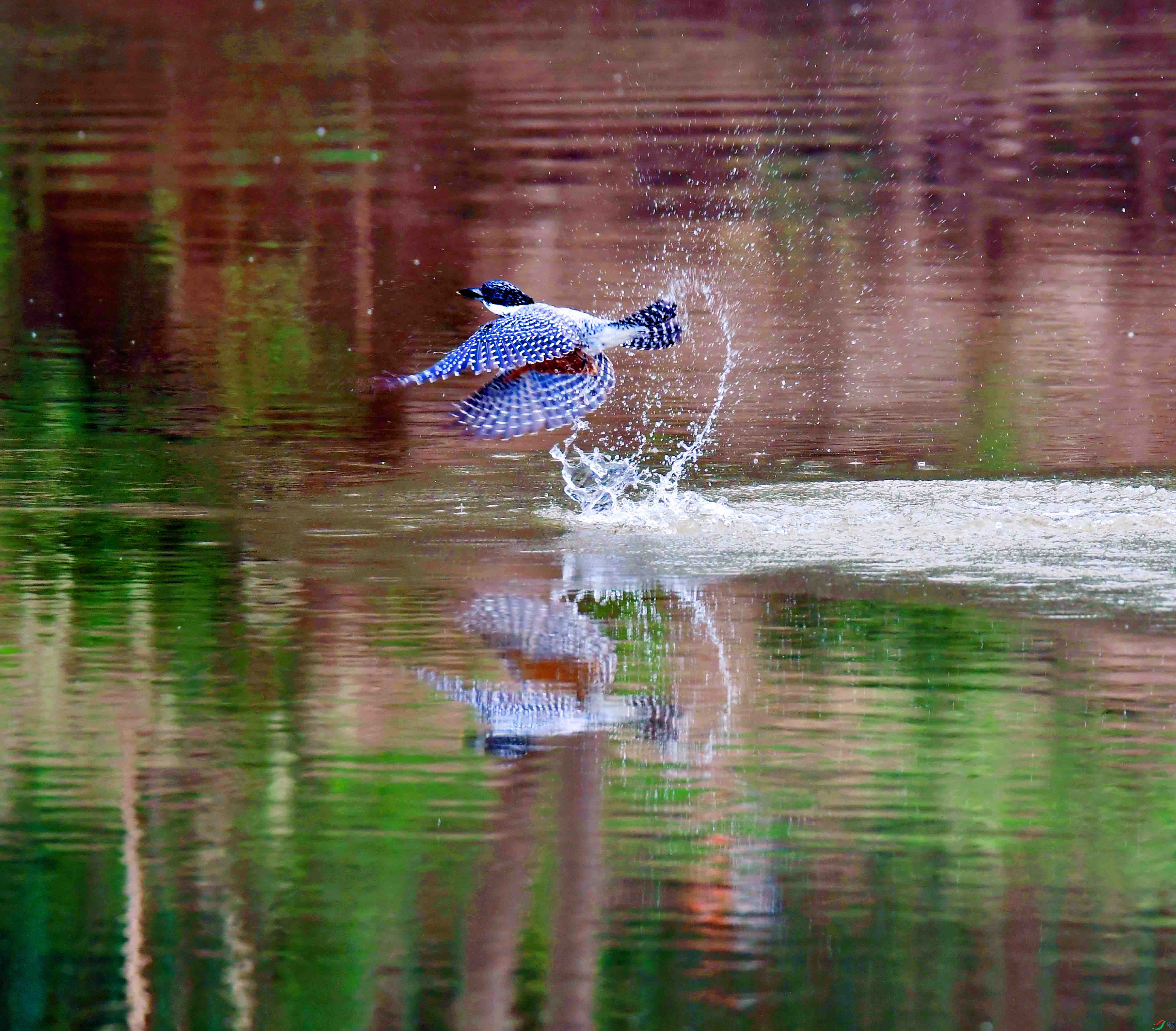 DSC_6986.JPG