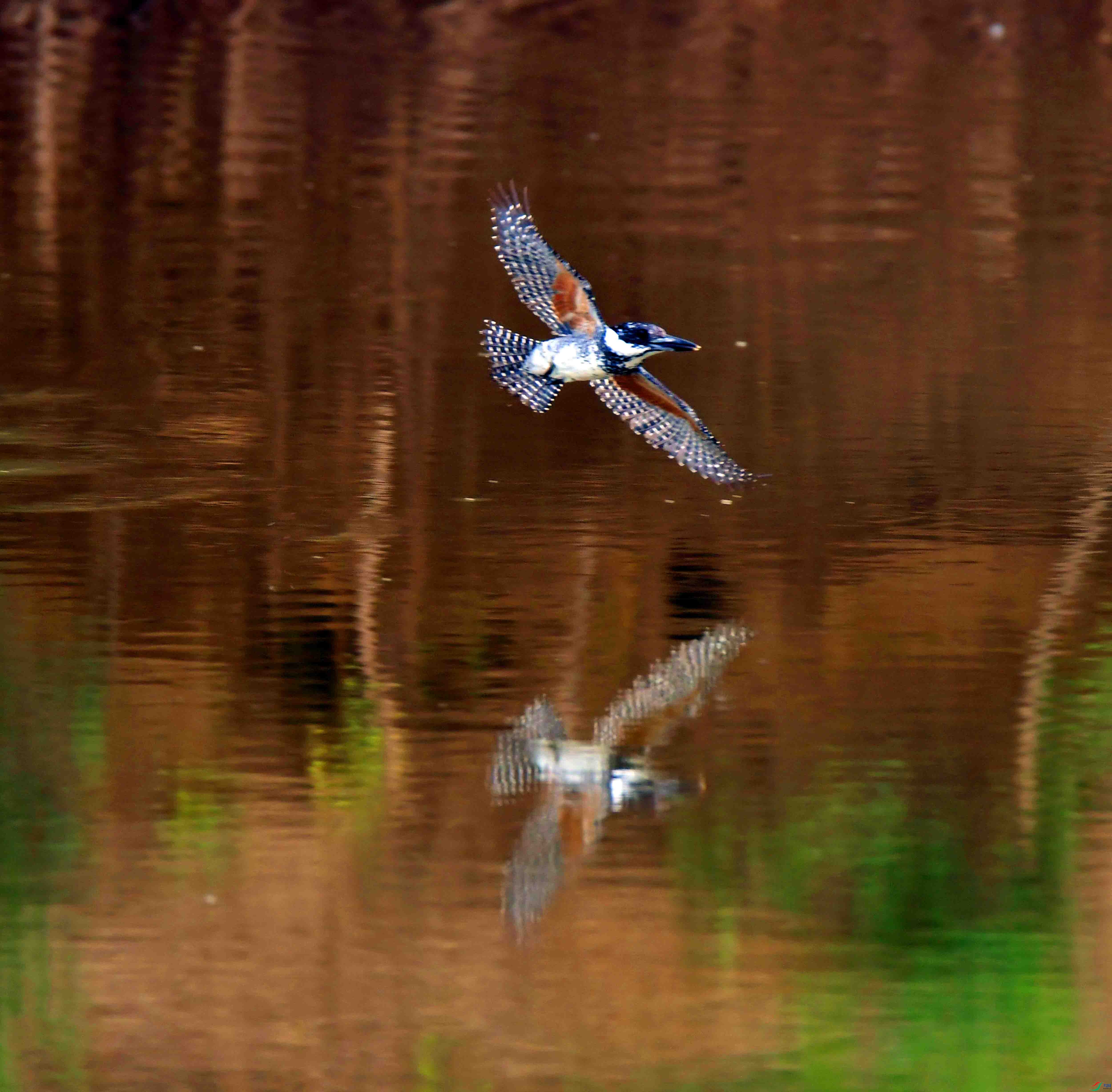 DSC_6977.JPG