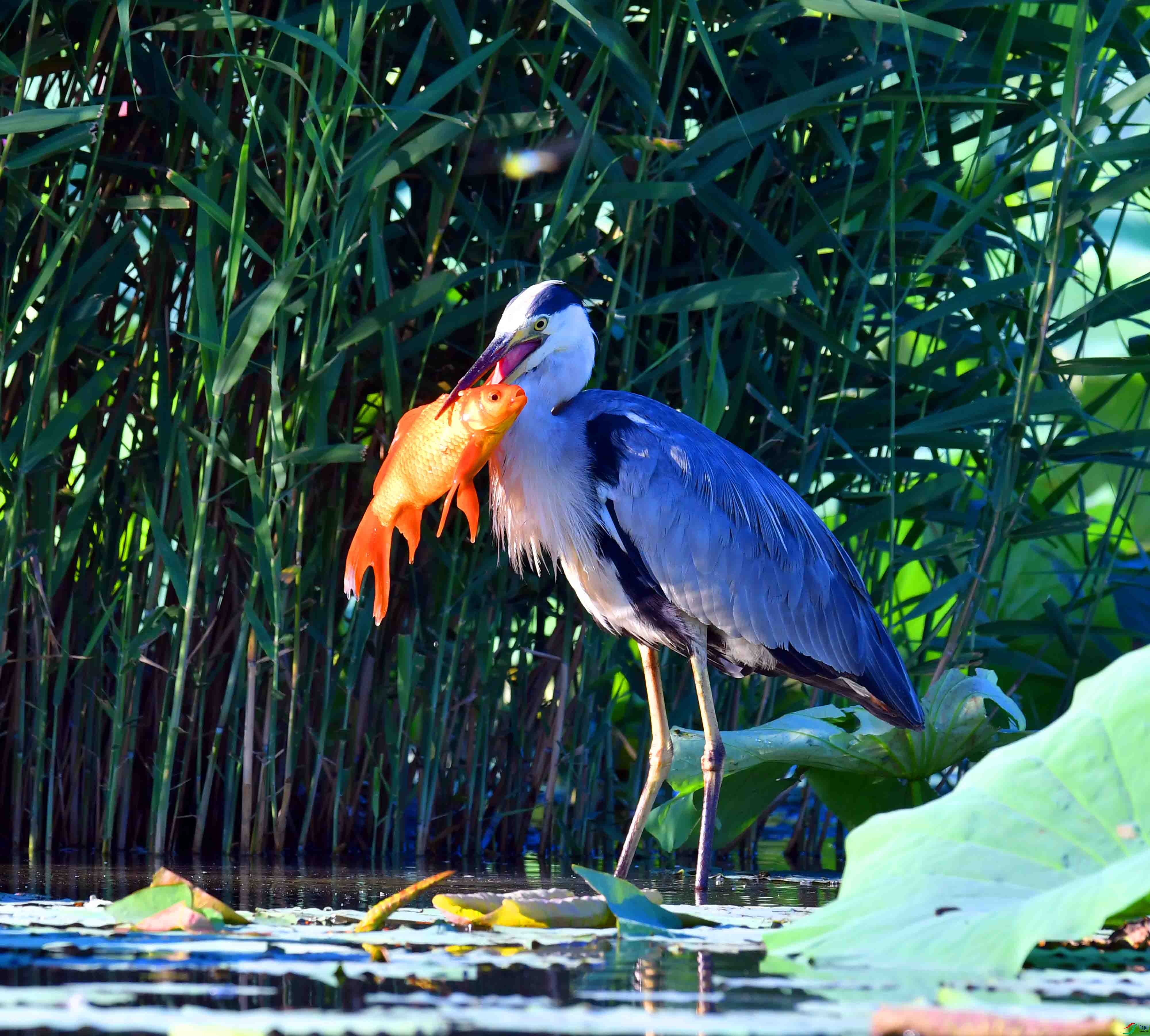 DSC_9700.JPG