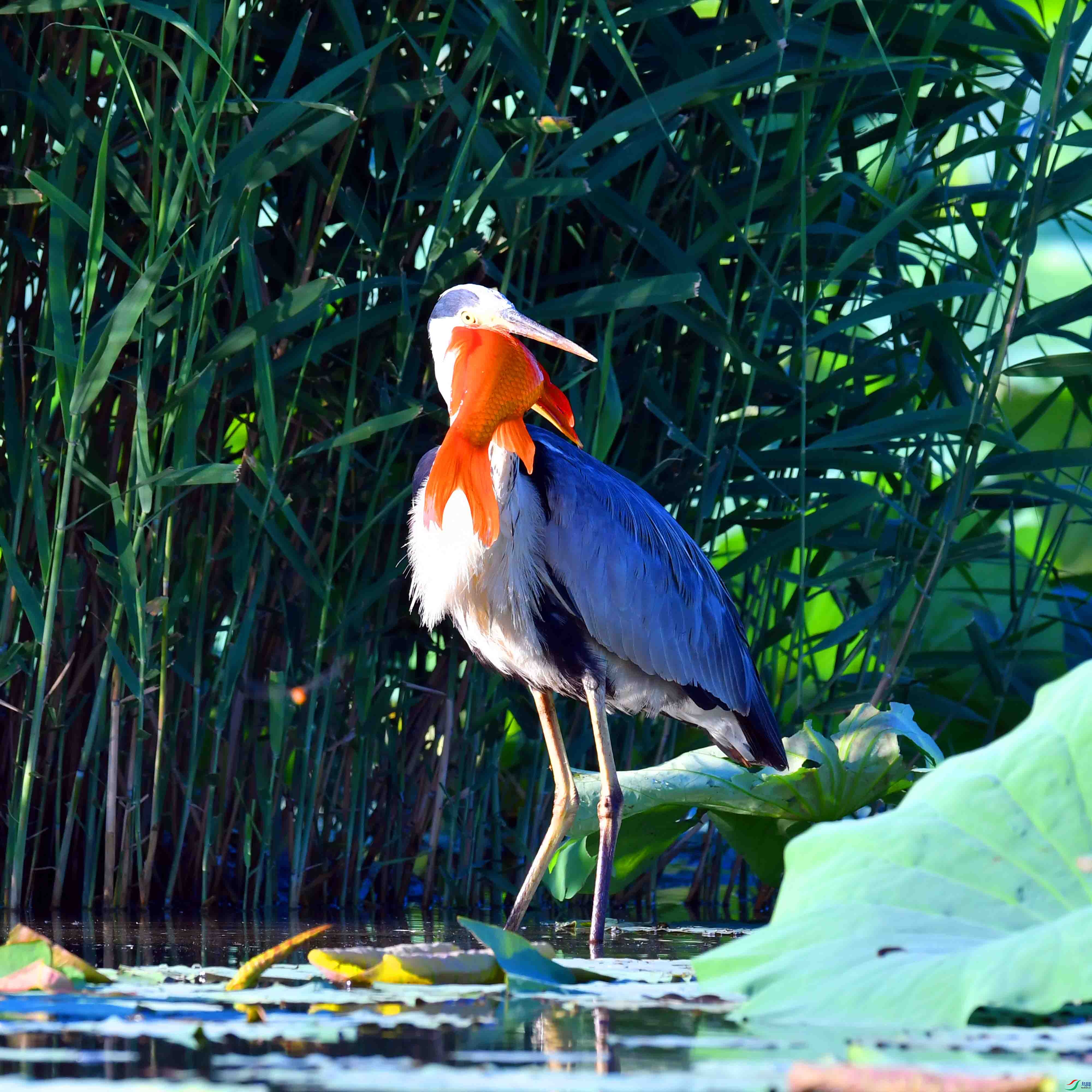 DSC_9722.JPG