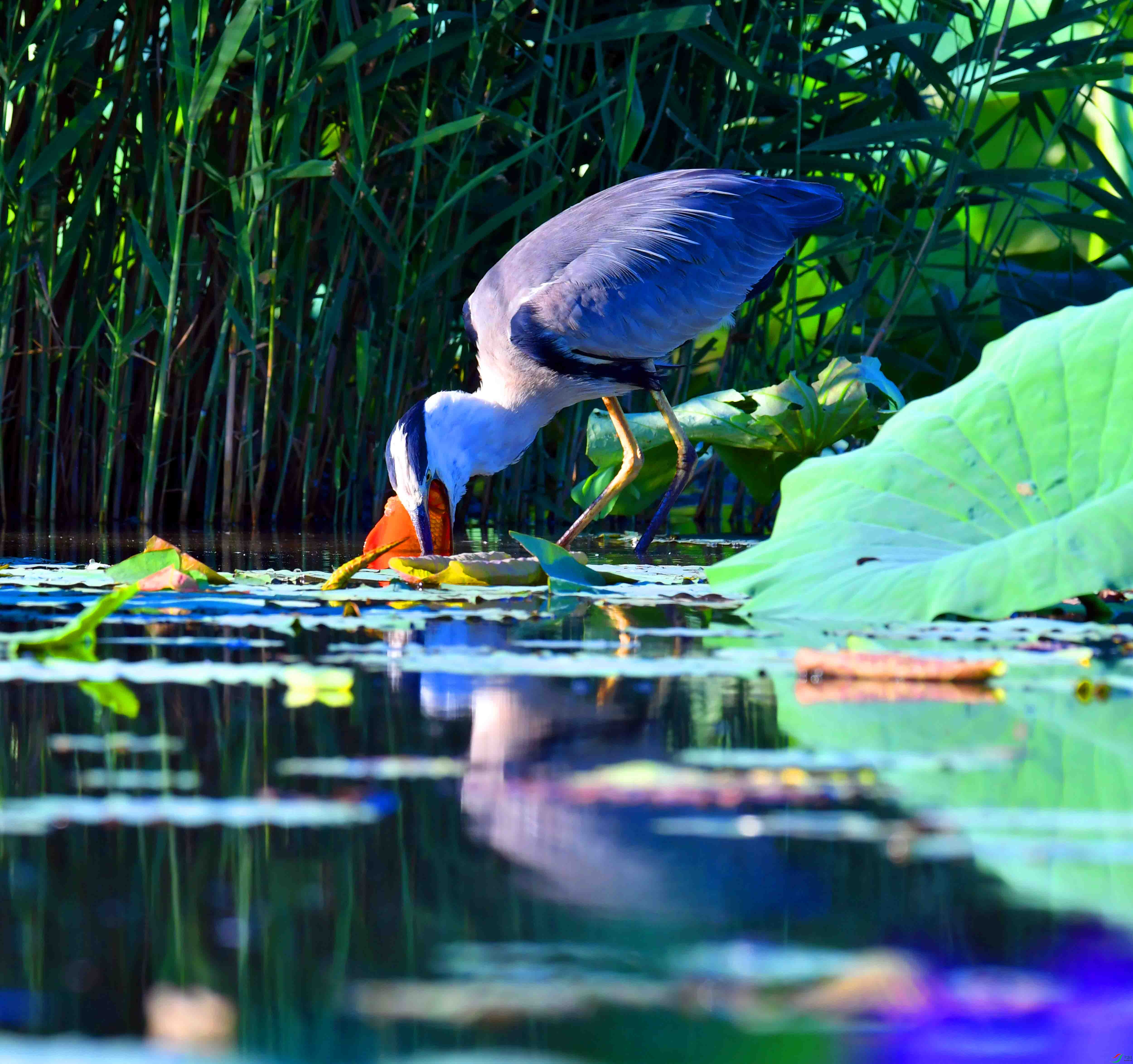 DSC_9732.JPG
