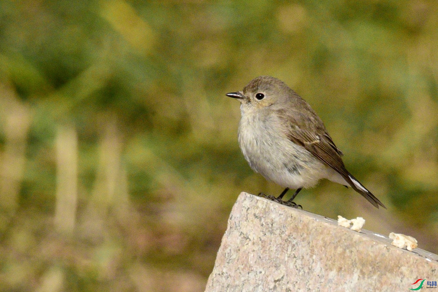 DSC_1761.JPG