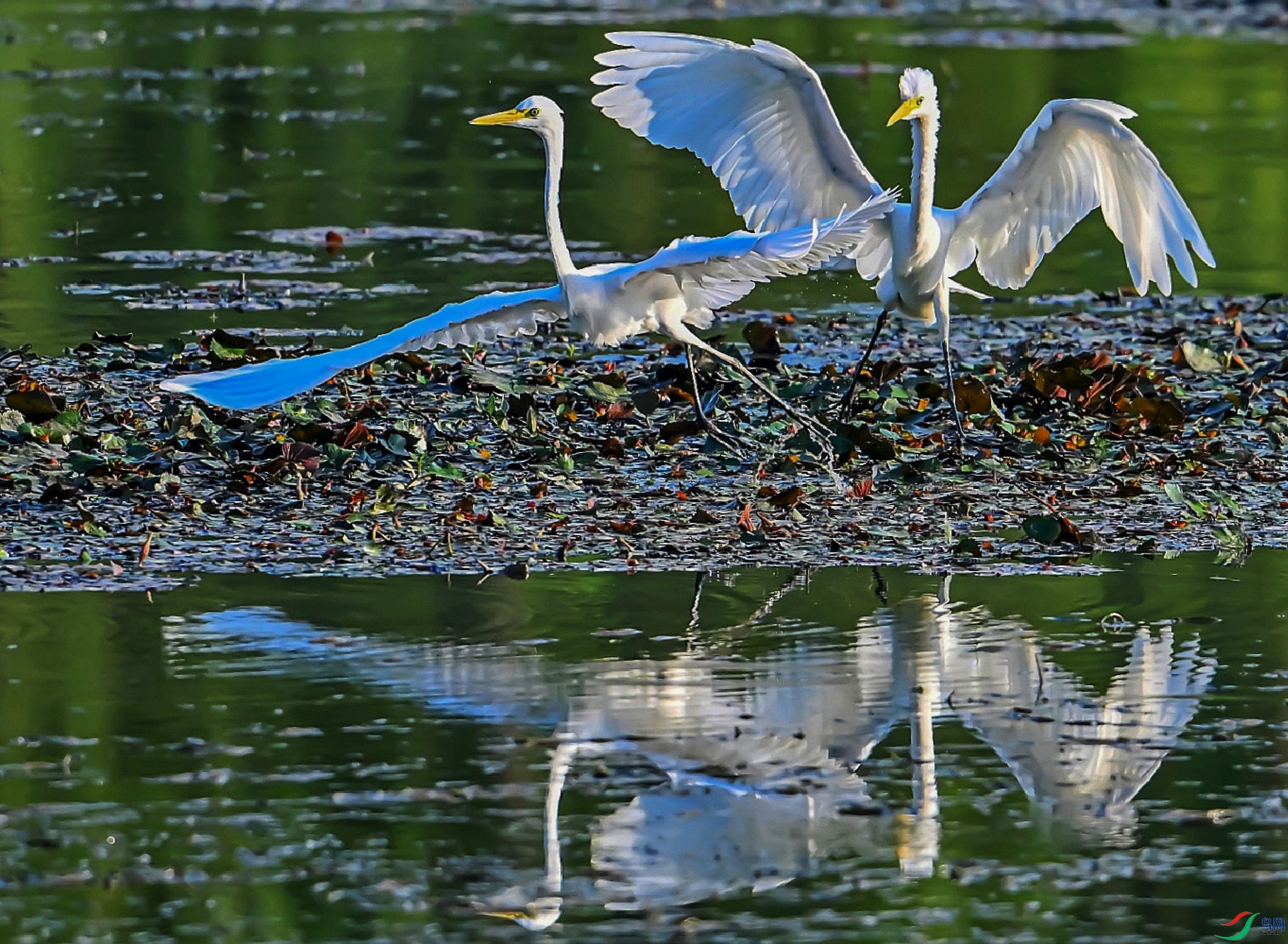 DSC_6686---_conew2.jpg