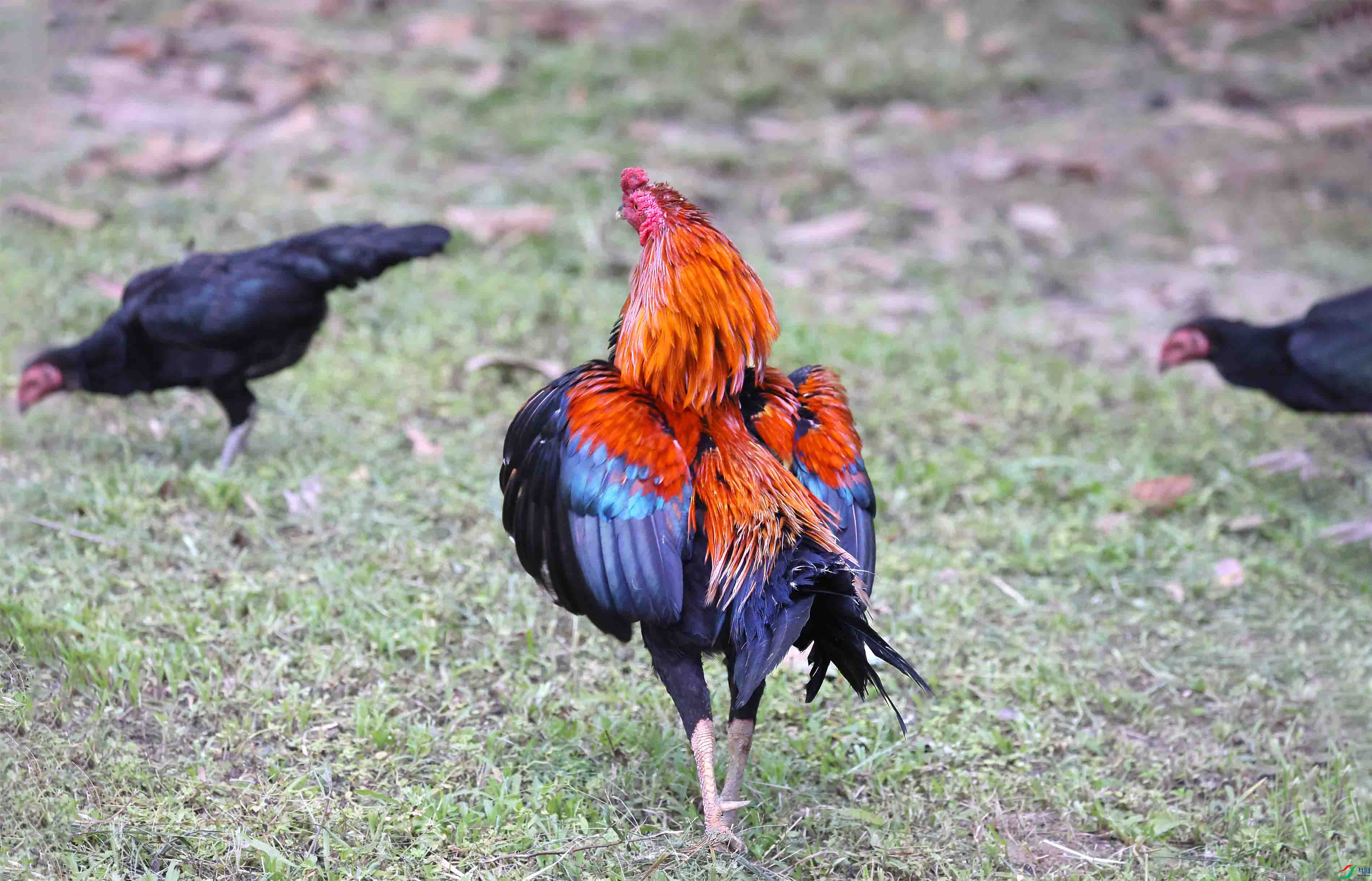 ��̫��ԭ���� ����.jpg