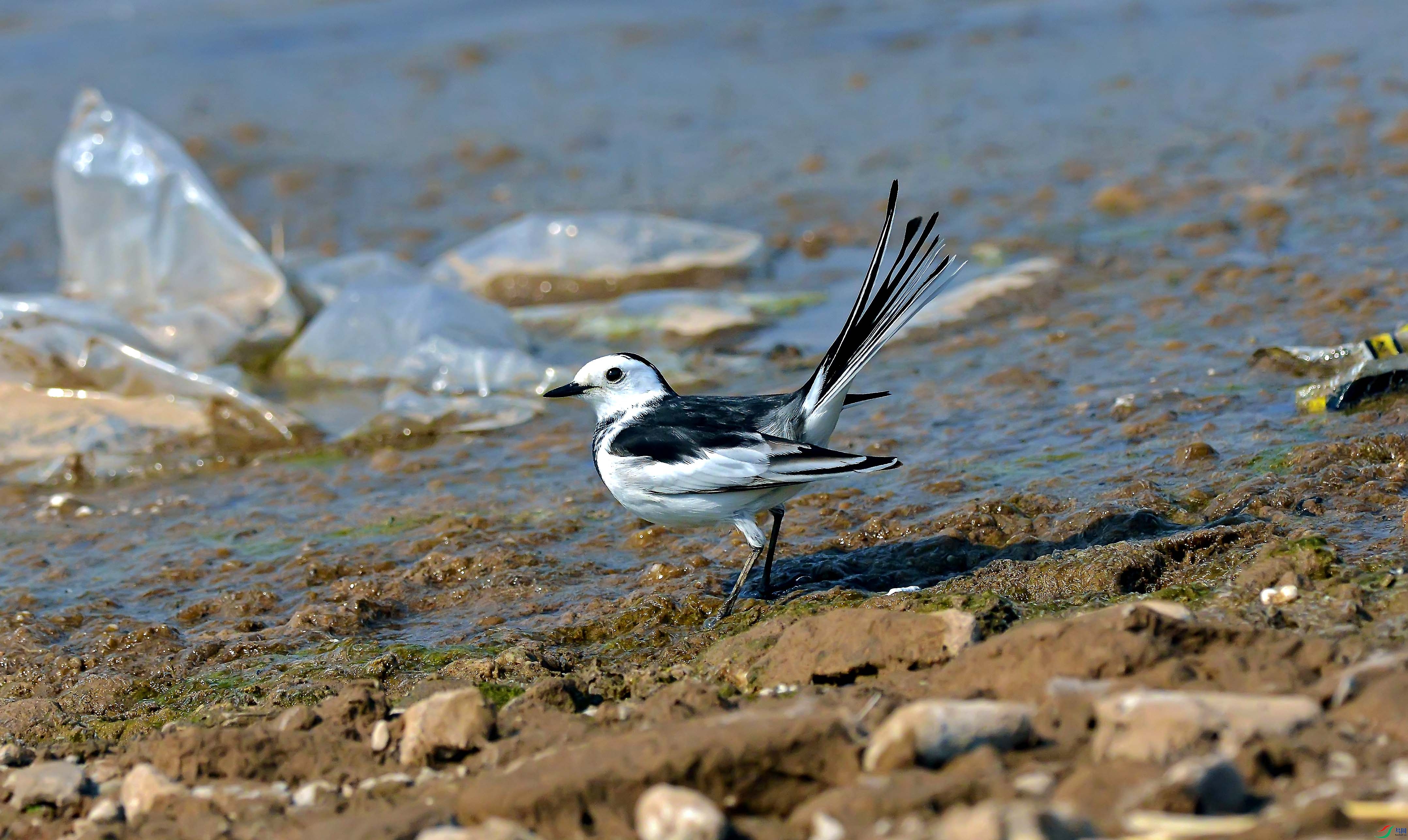 Picture 40261483.jpg