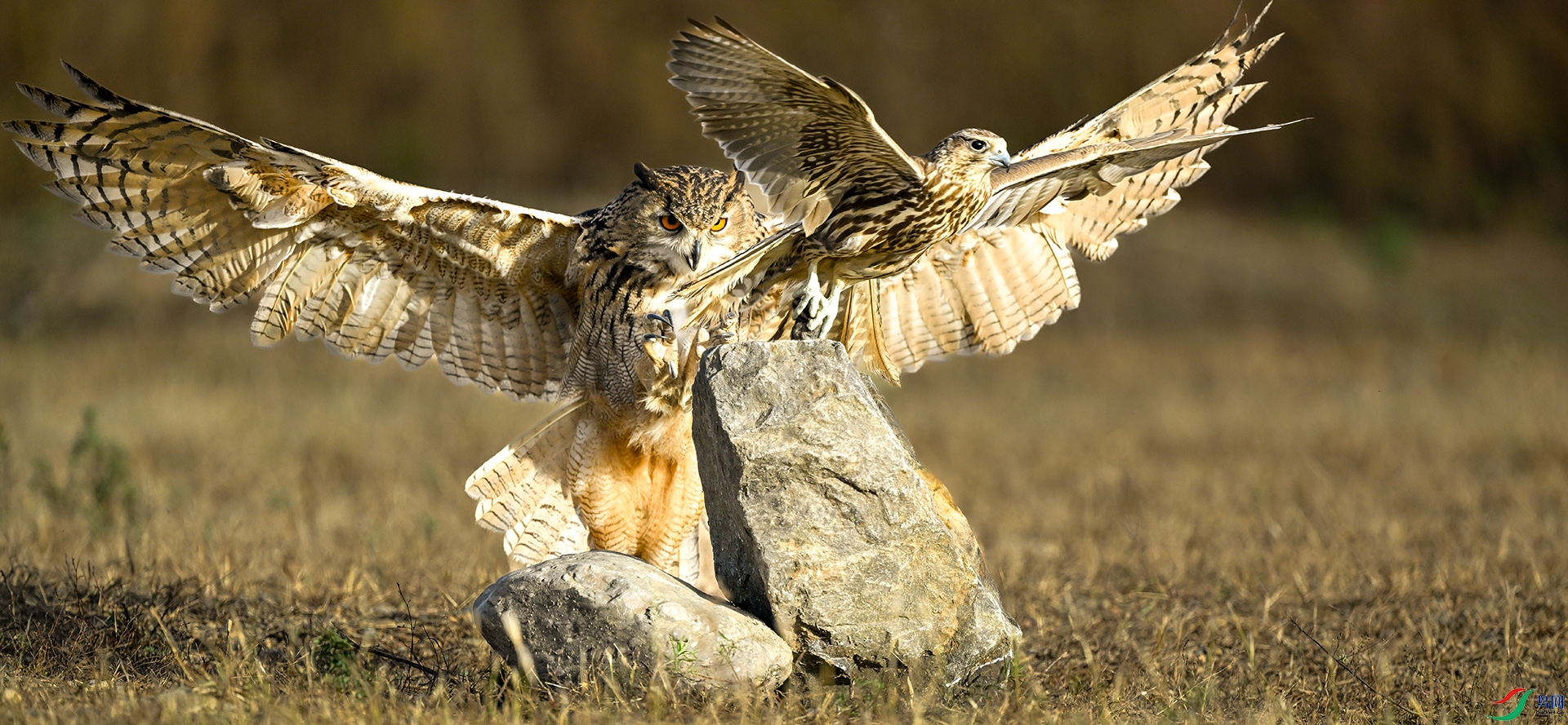 ���ڶ�ʳ���^��׳˲��