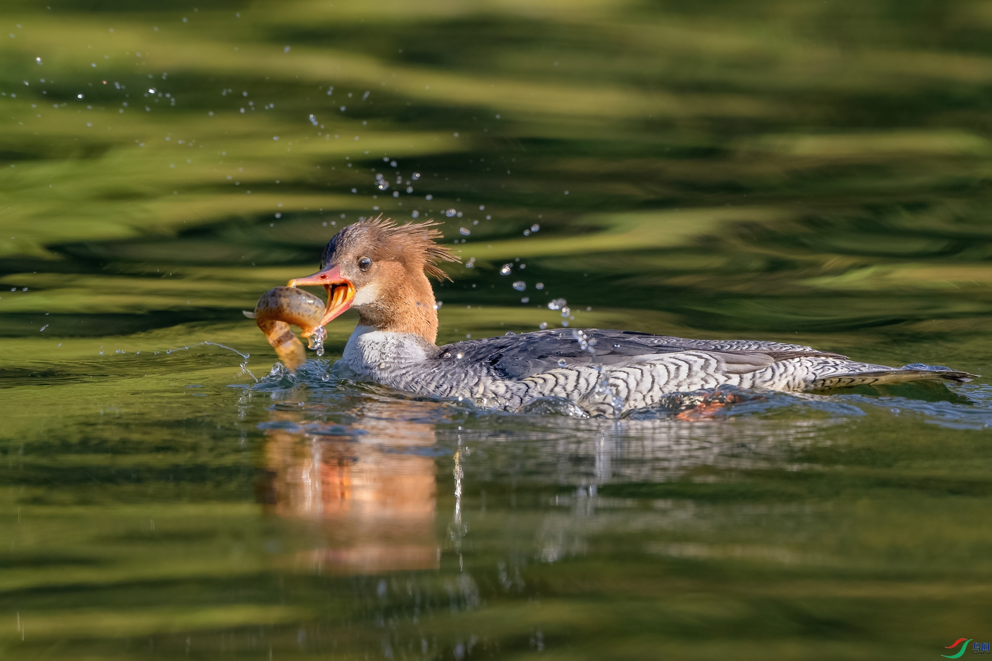 DSC_5630 ����.jpg