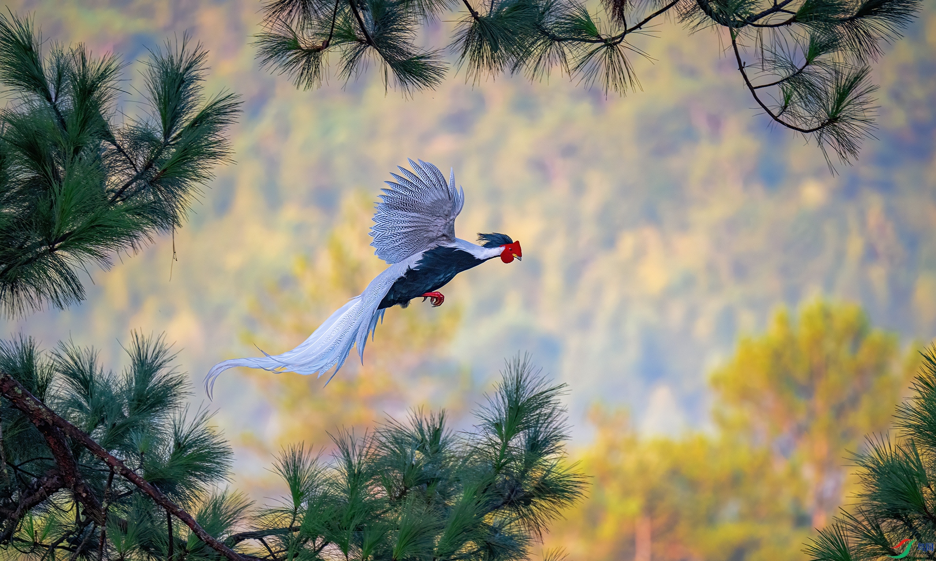 ��������-�������� ������.jpg