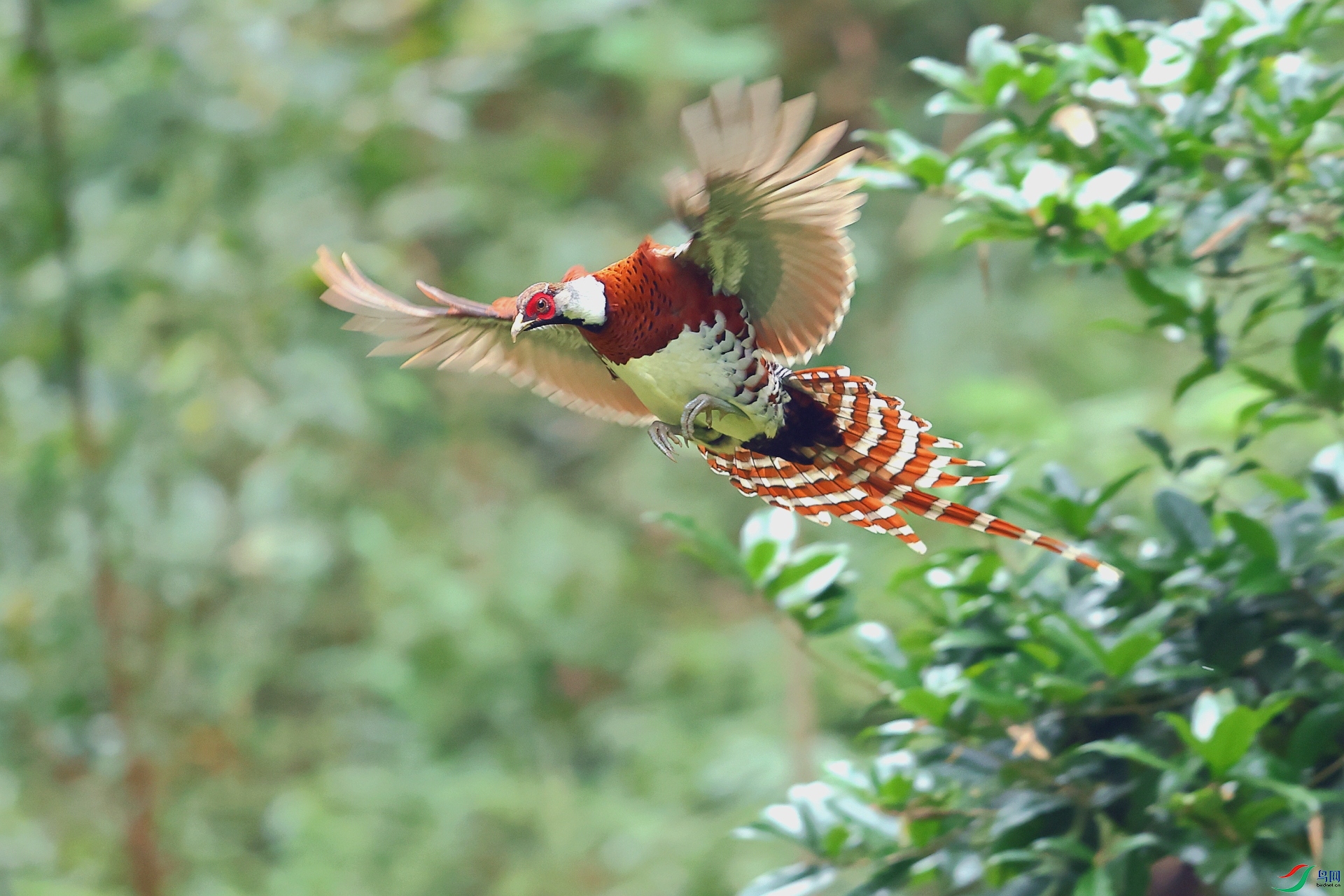 096.���ɽ��������״�����  ��Ұ�Ÿ�.jpg