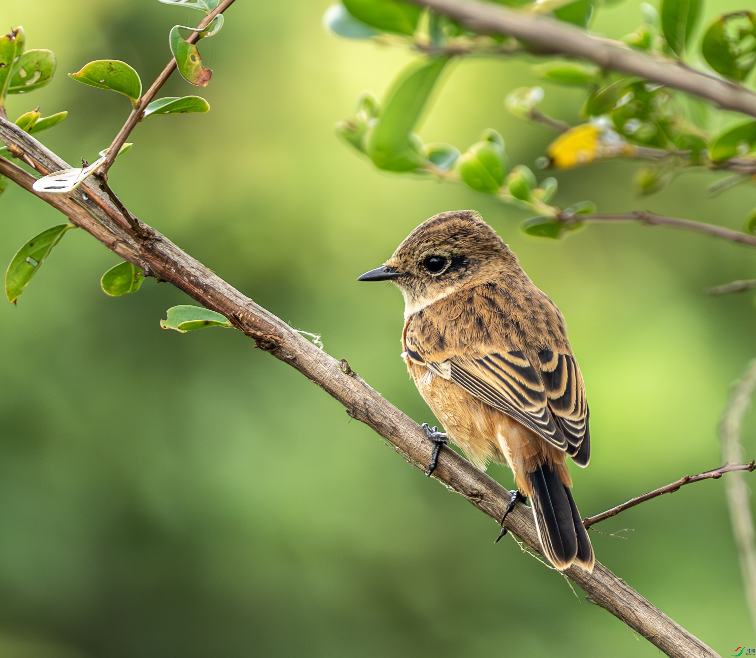 ����ʯ 01-12.jpg