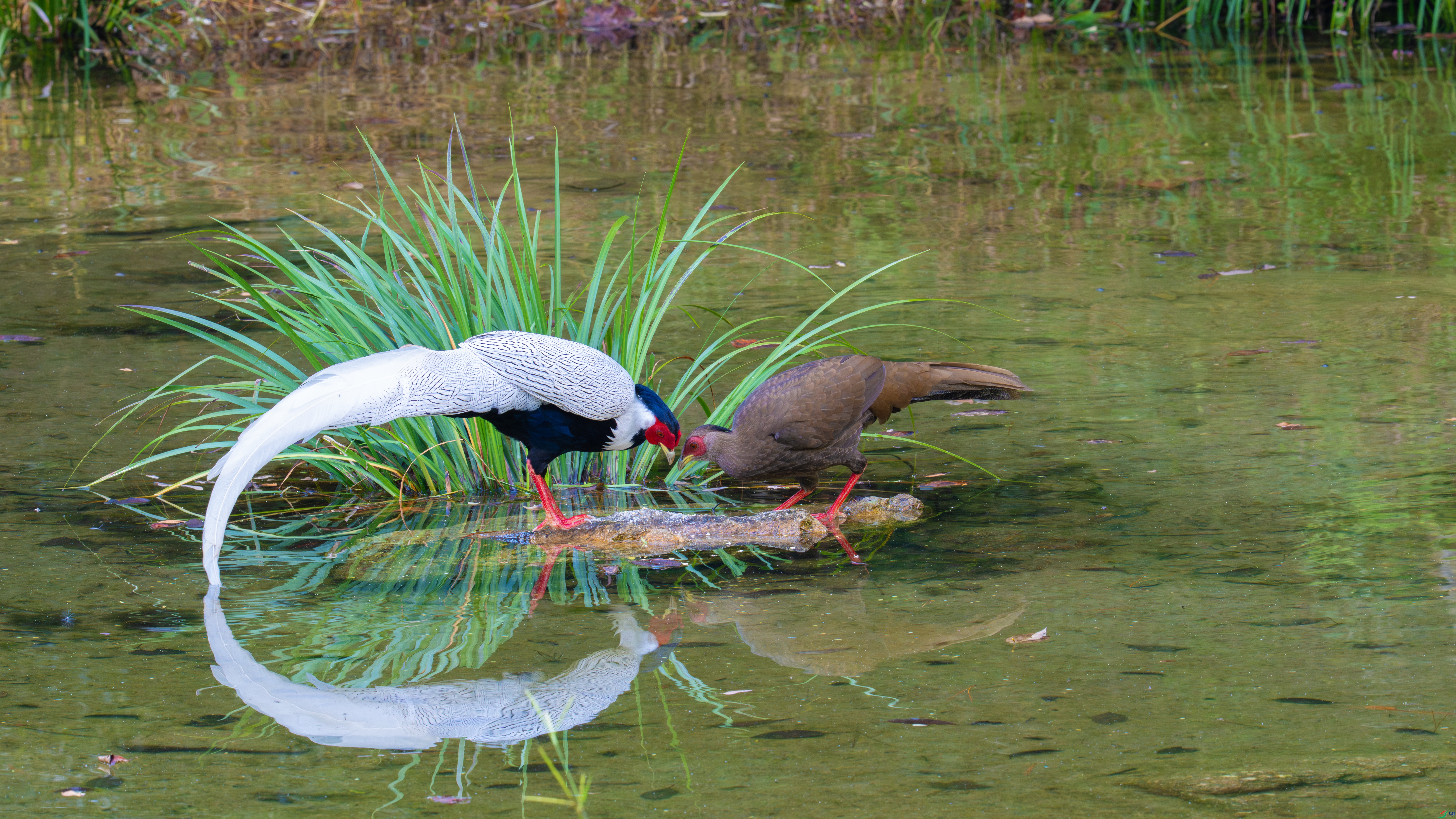 DSC09909 ������������ӡ��������-���.jpg