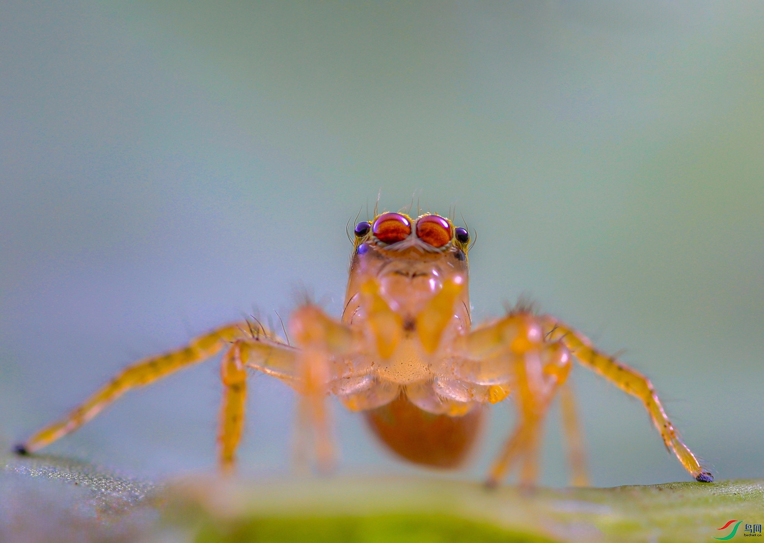 ����С��