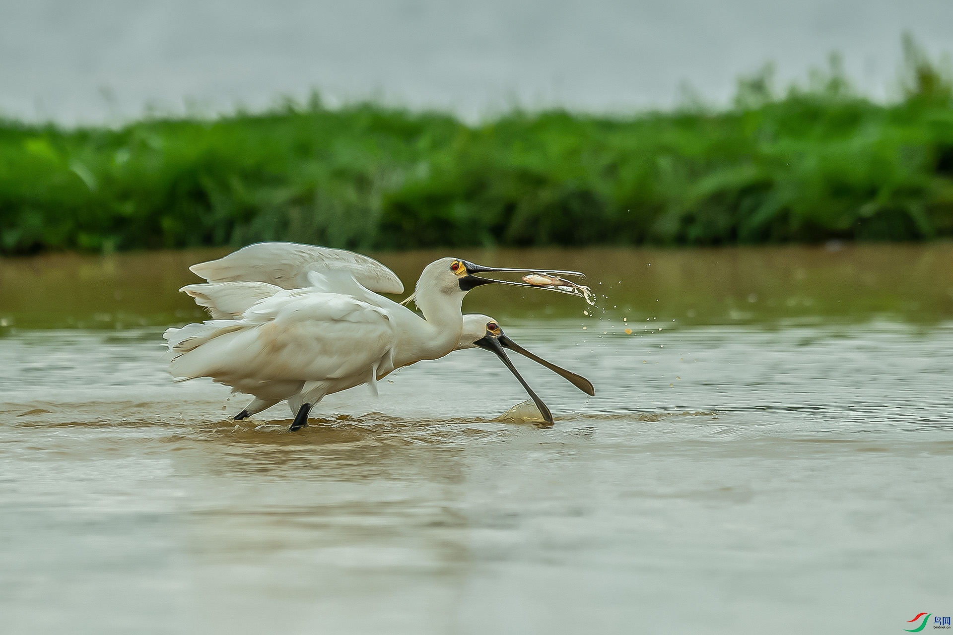 DSC_0057.jpg